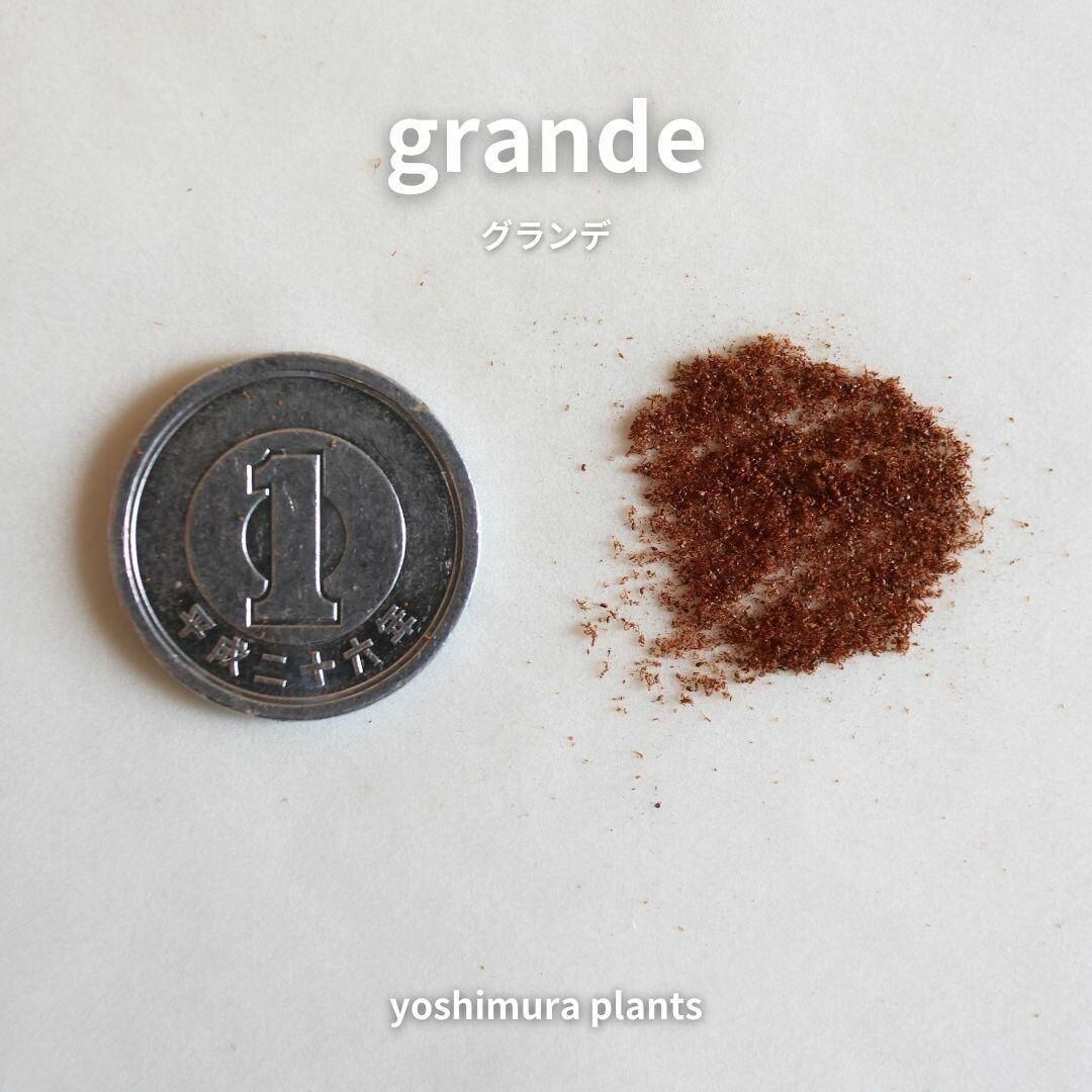 胞子] grande グランデ ビカクシダ | PAY ID