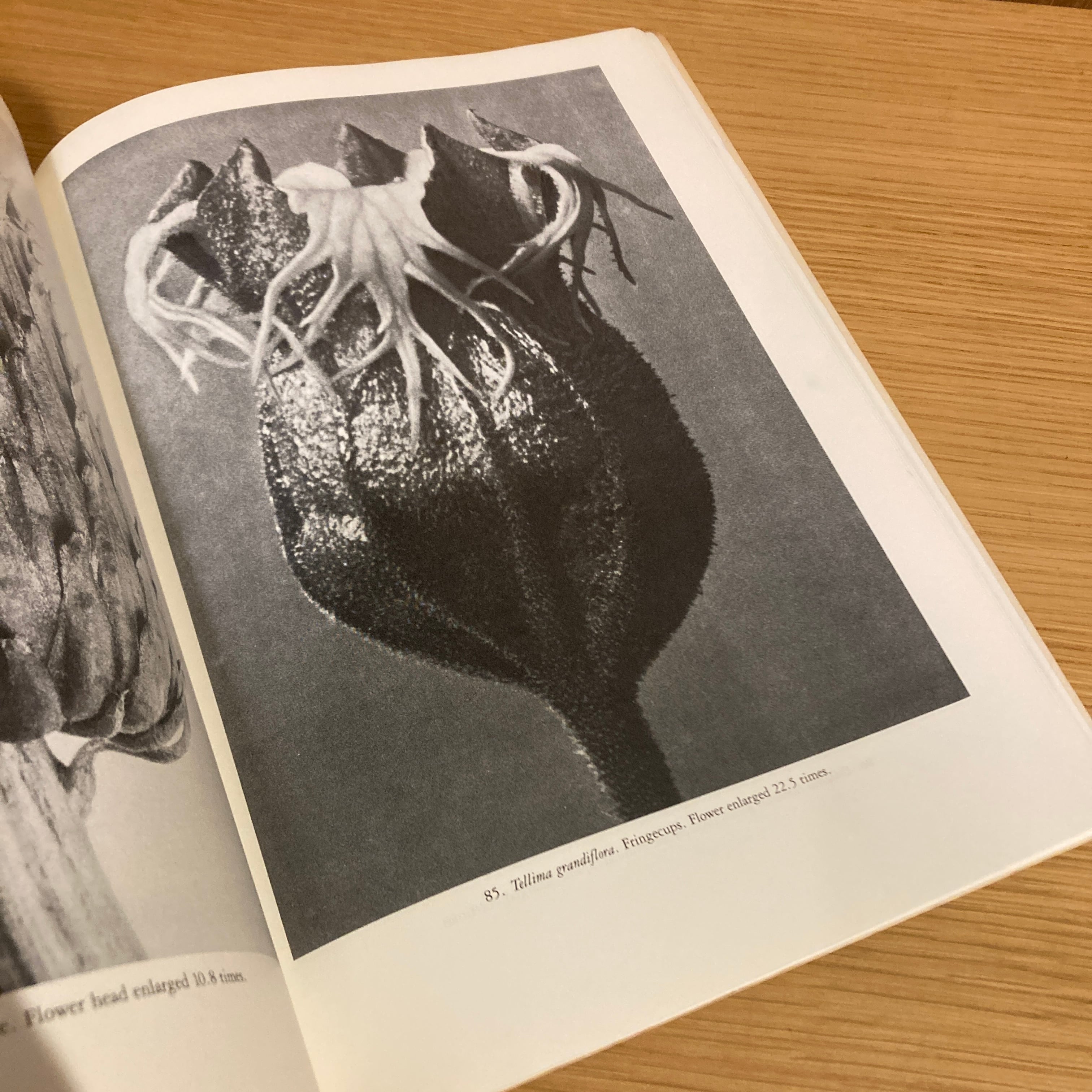 Art Forms in The Plant World / Karl Blossfeldt（カール・ブロス