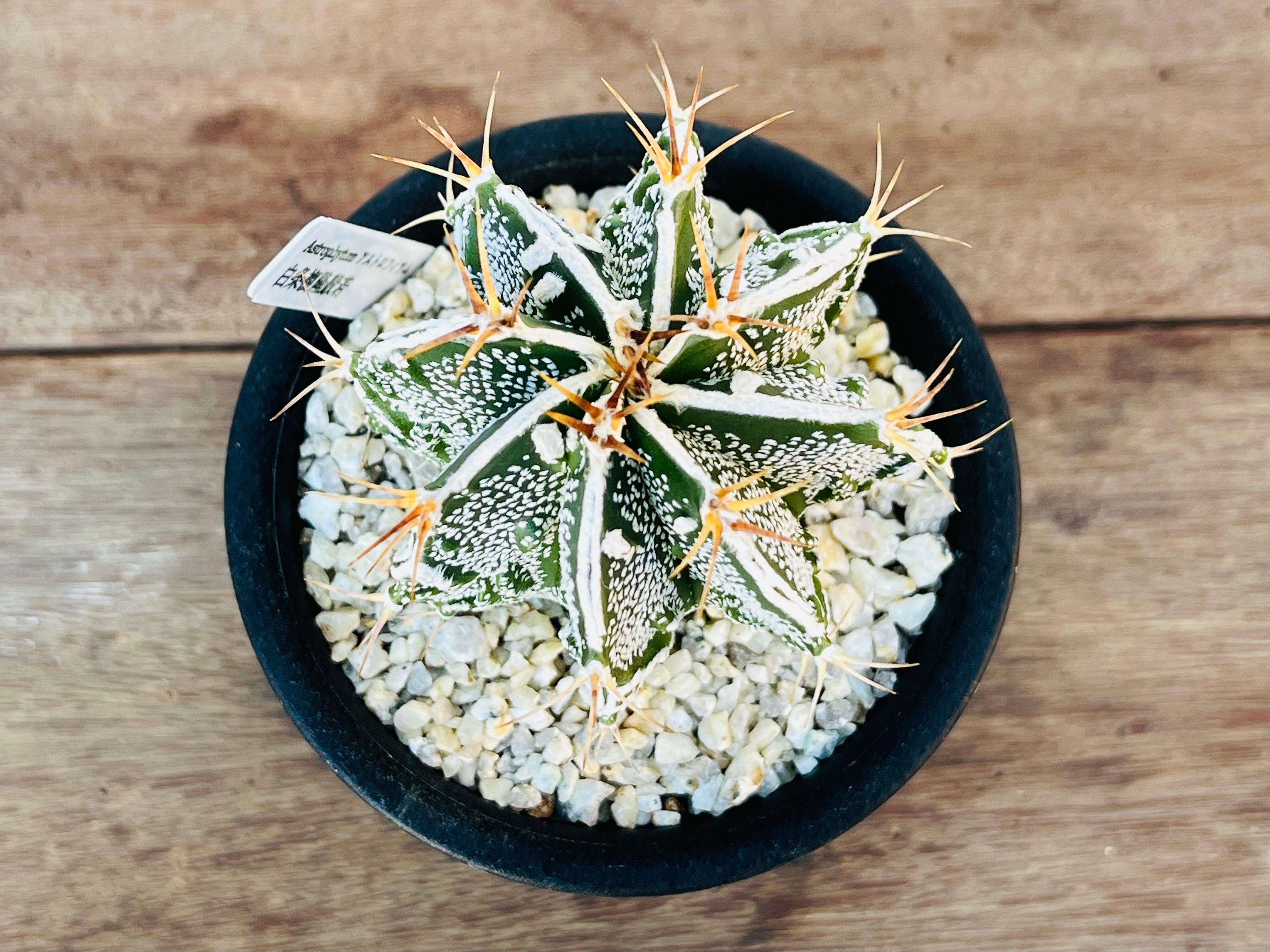 Astrophytum ornatum f. アストロフィツム 白条複隆般若 Astrophytum ornatum f. アストロフィツム 白条複隆般若