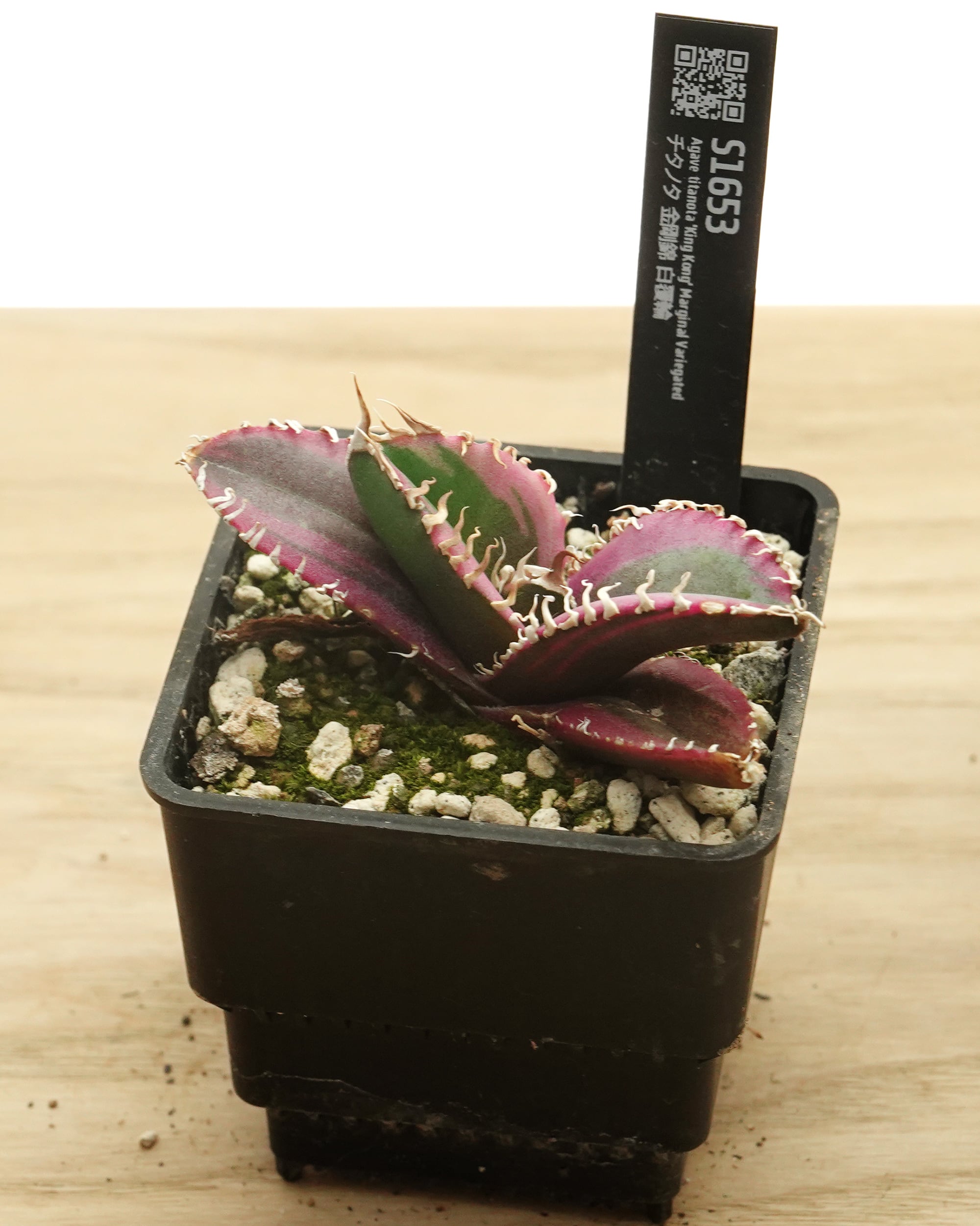 レア種・新品種 | PUKUBOOK SUCCULENTS