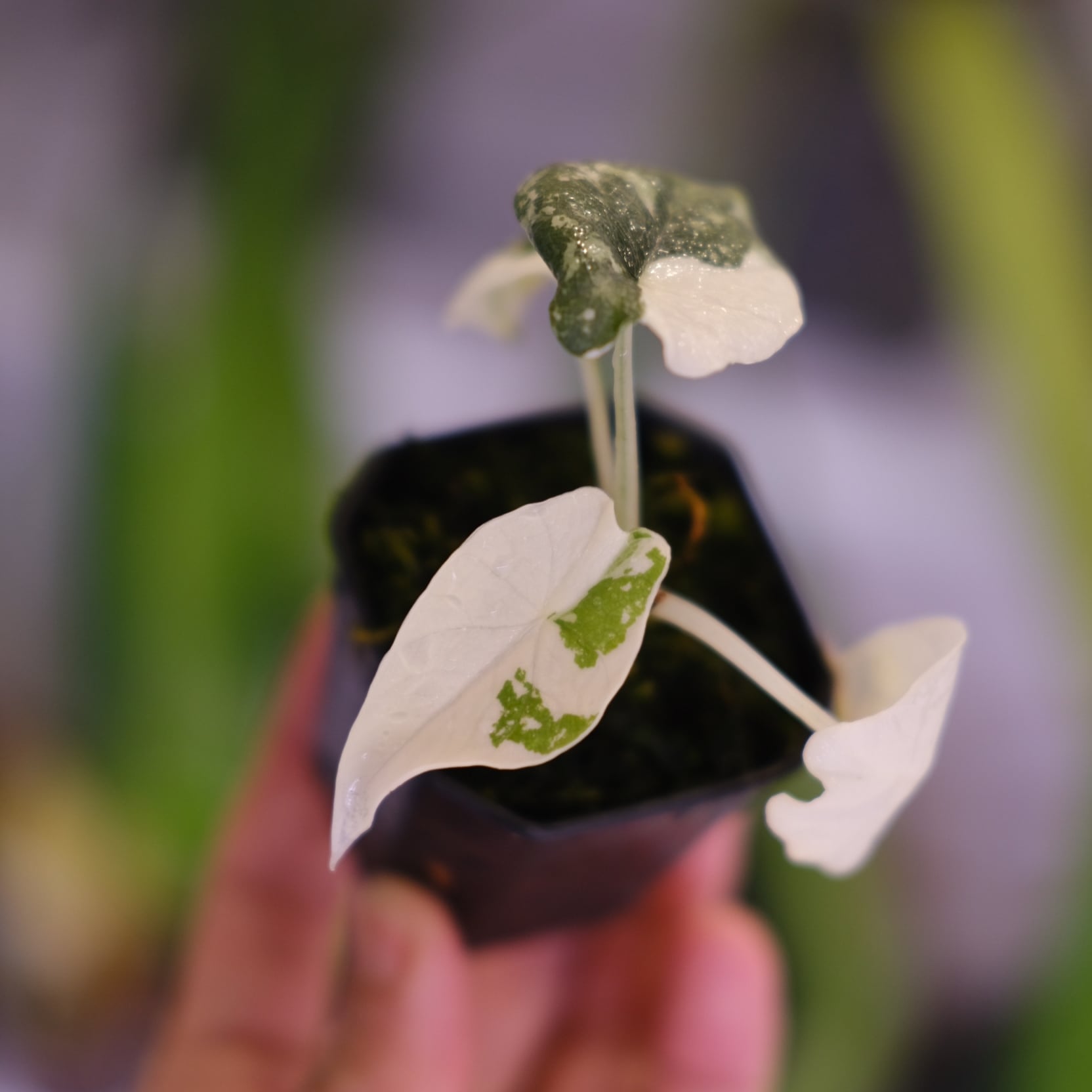 Alocasia Melo Albo アロカシア メロ アルボ ハーフムーン Alocasia Melo Albo アロカシア メロ アルボ ハーフムーン Alocasia