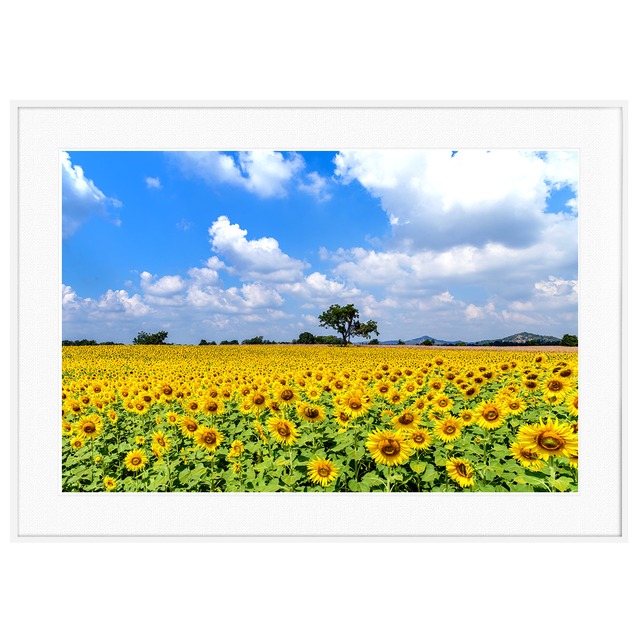 夏写真 ひまわりと青空 インテリアアートポスター額装 AS2676