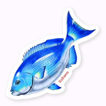 ナンヨウブダイ)魚ステッカー | PAY ID