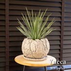 ユッカ ウィップレイ 南国 耐寒性常緑低木 陶器鉢 ロストラータ 地植えもできる人気の植物