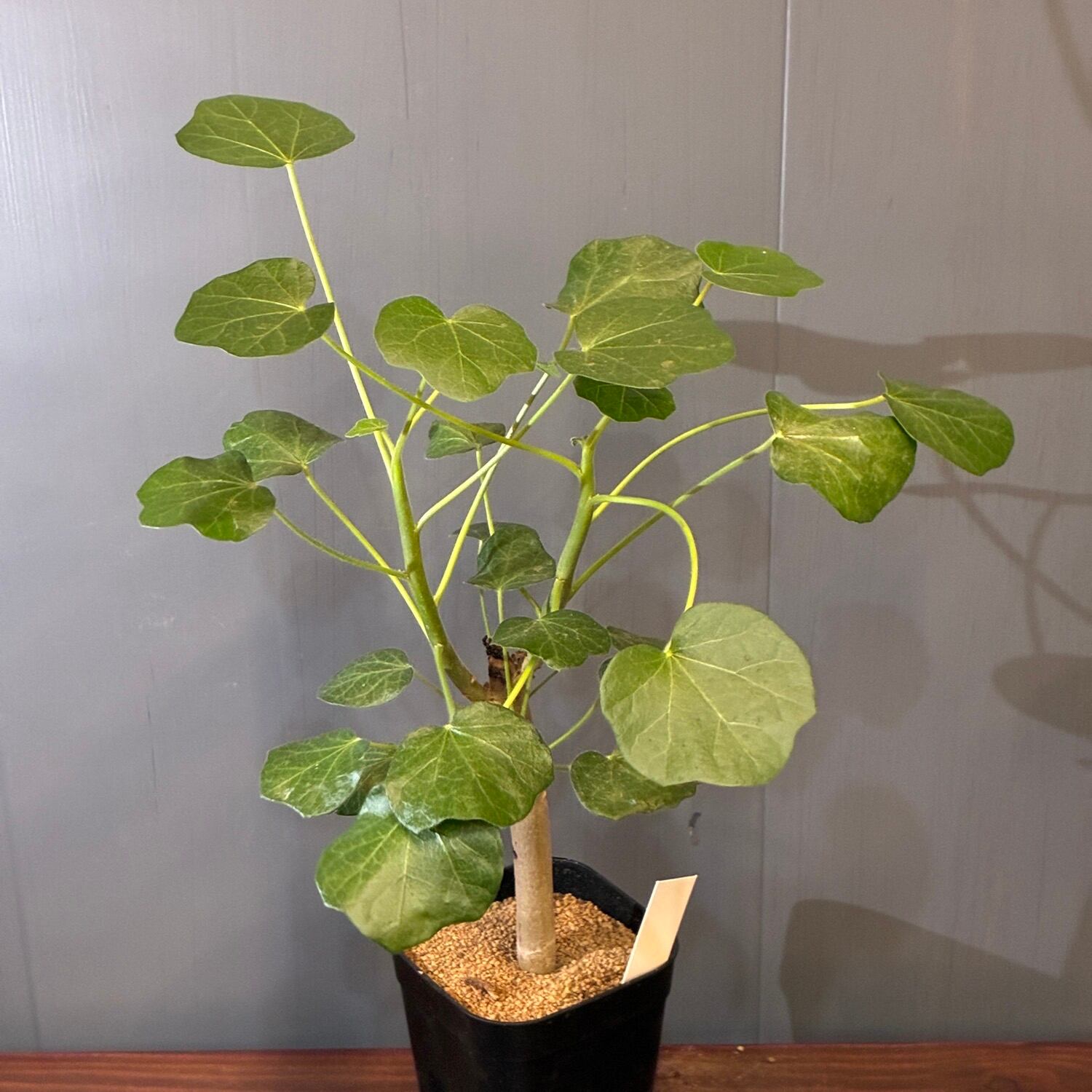 UJ】ビカクシダ P. willinckii 'Golden Boy' Spore 板付け (コルク