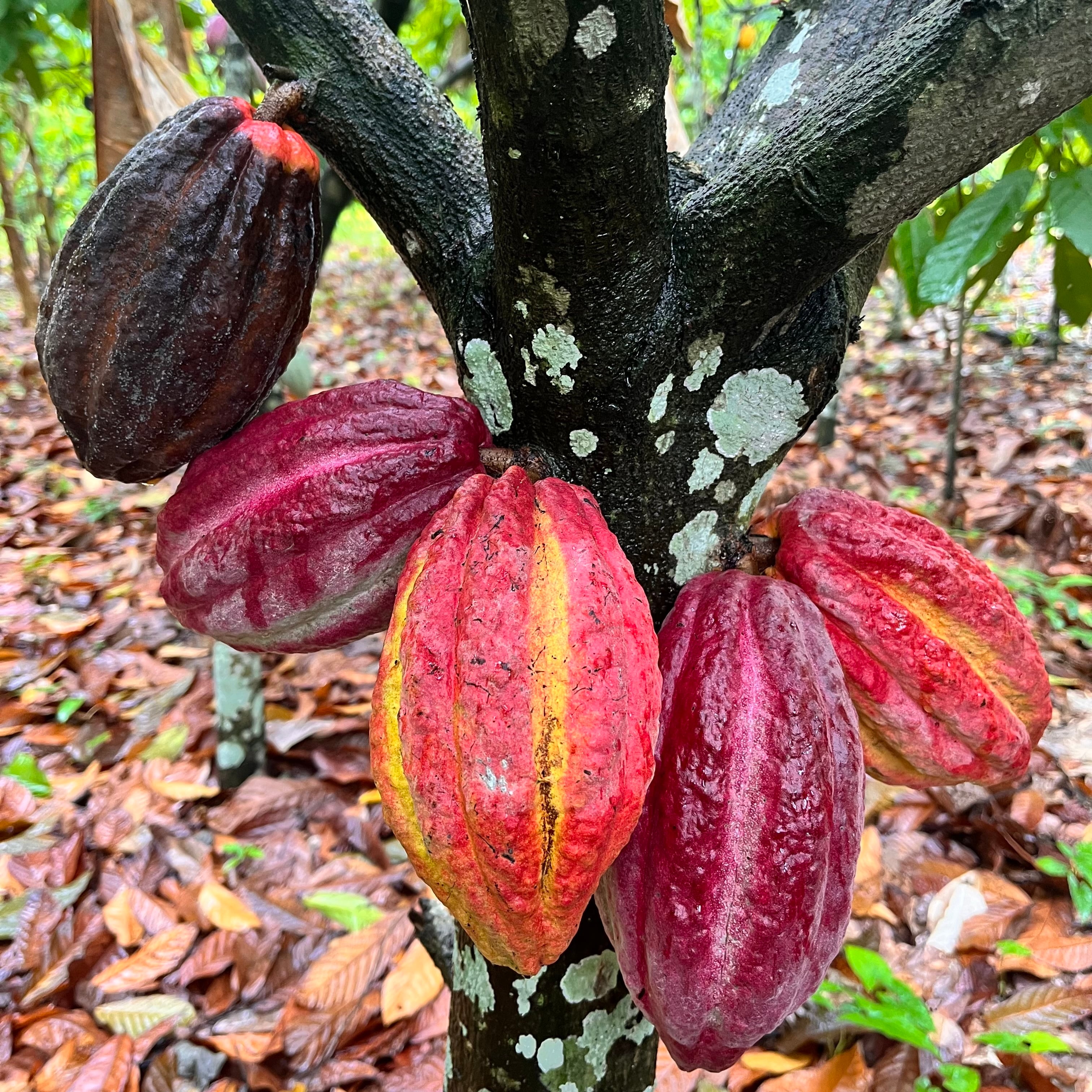 Sacred cacao soap 「神聖なカカオの石鹸」