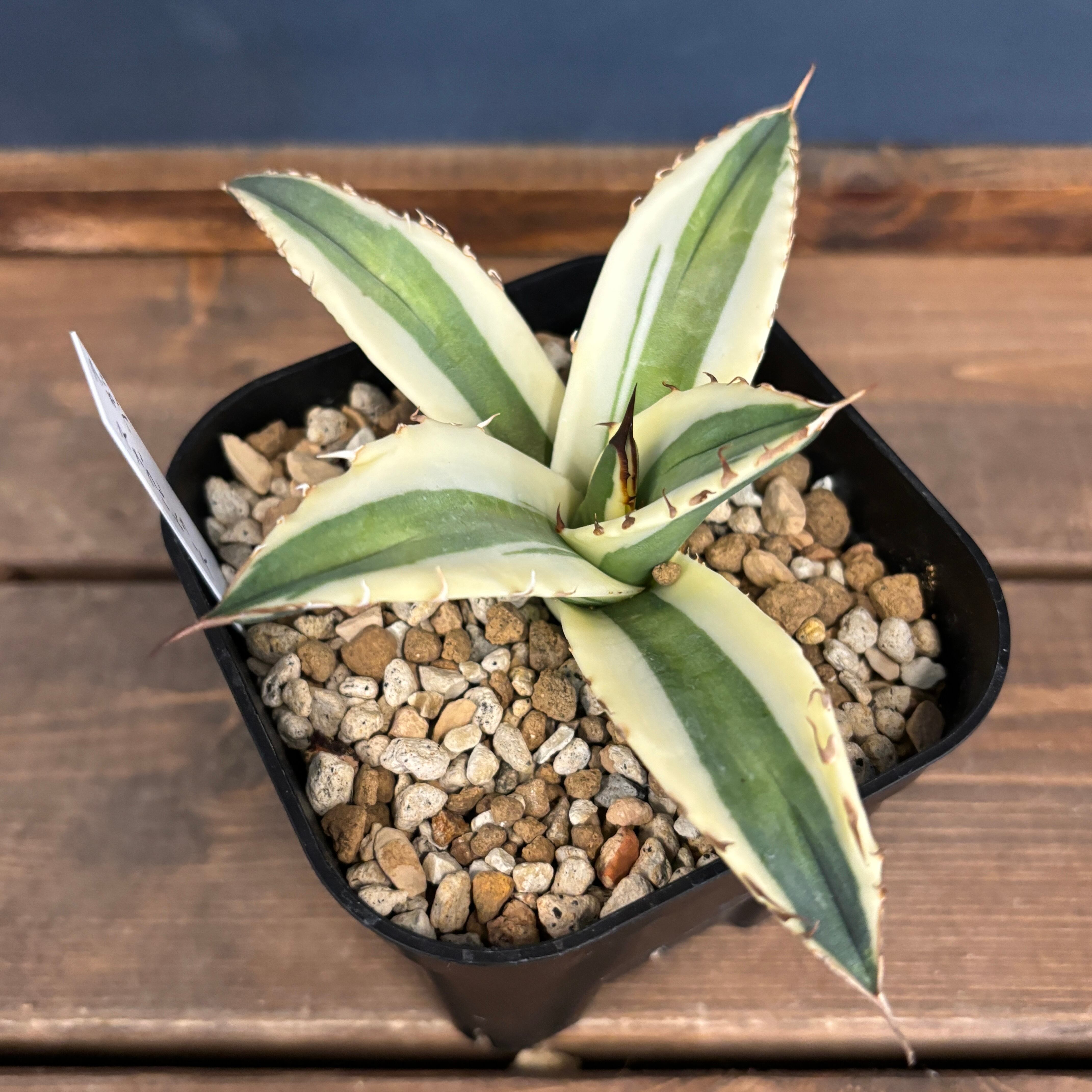 アガベ　チタノタ　スナグルトゥース　大株　鉢ごと発送 アガベ チタノタ スナグルトゥース | hanayoshi-botanical