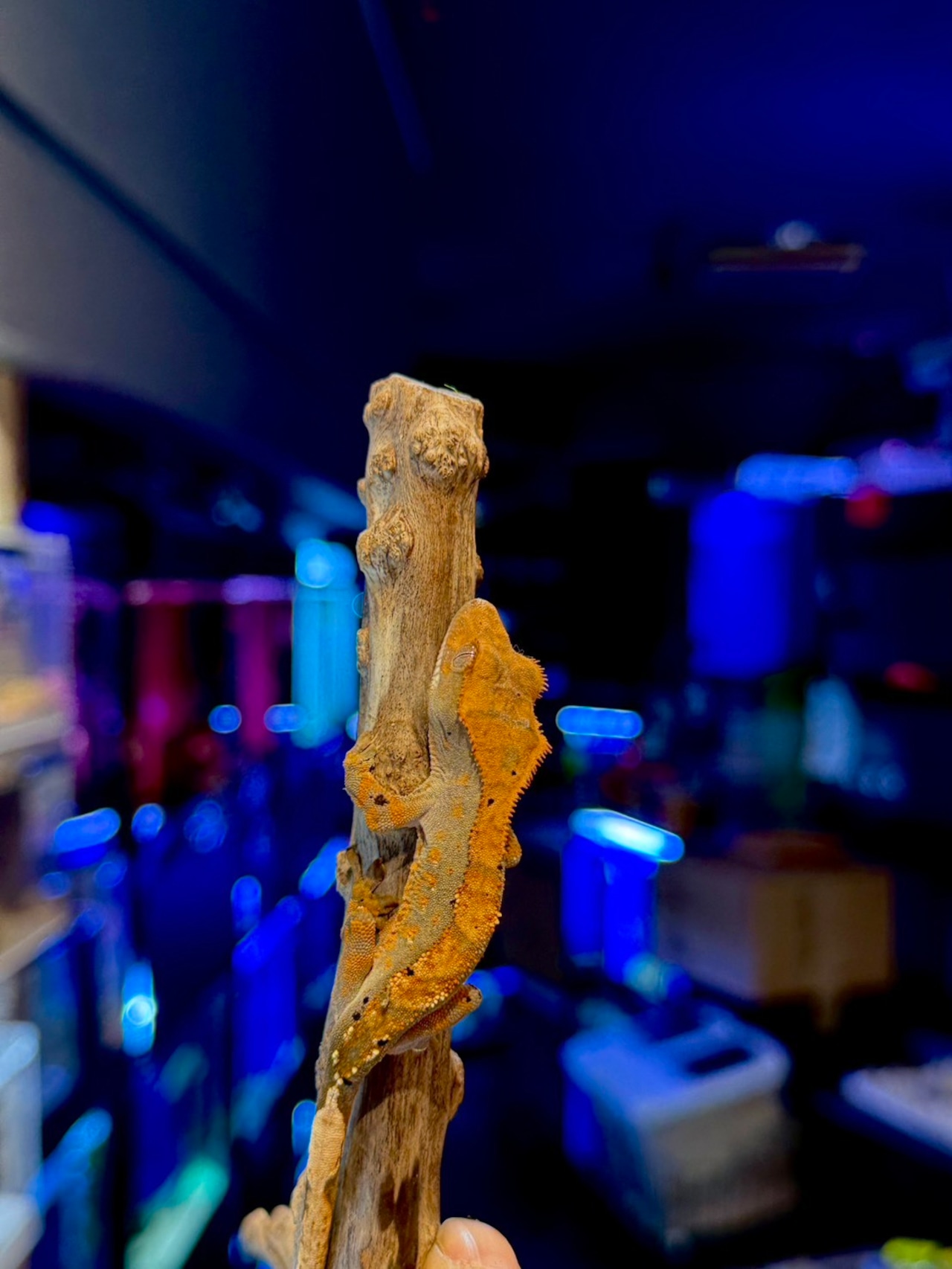 クレステッドゲッコー・ハーレクインダルメシアン - 1