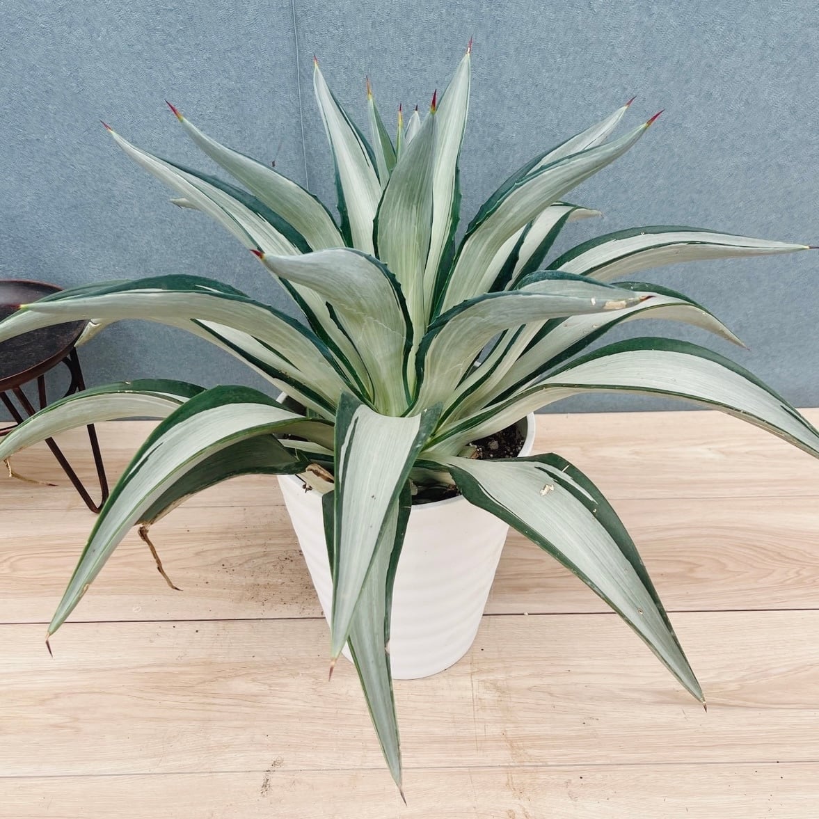 ［現品］【希少】2番　アガベ　クイック　シルバー　8号　観葉植物　レア　斑入り 現品］【希少】2番 アガベ クイック シルバー 8号 観葉植物 レア