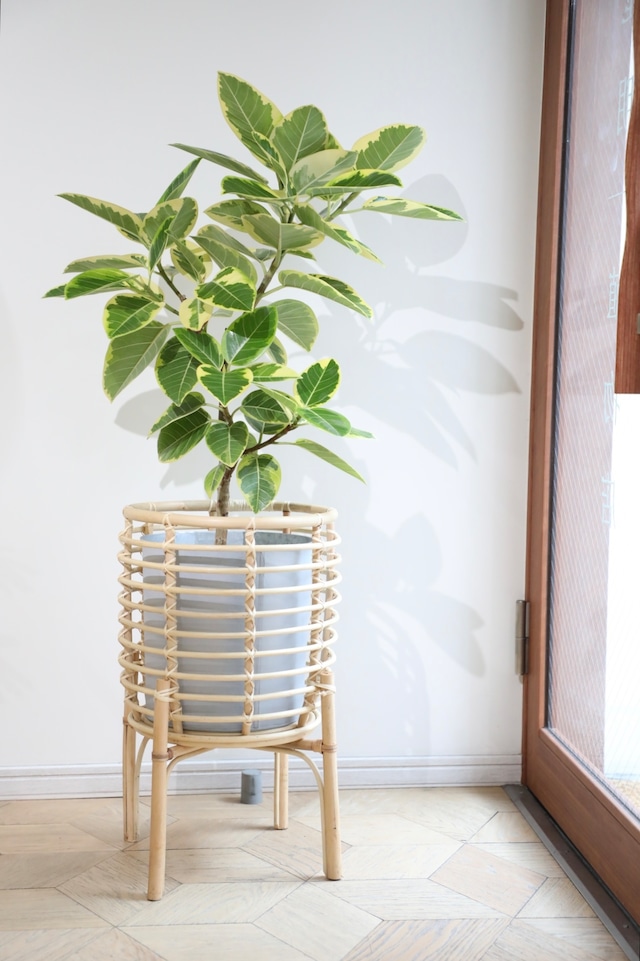 【L/110cm】フィカス アルテシマ/Ficus Altissima 【L/110cm】フィカス アルテシマ/Ficus Altissima