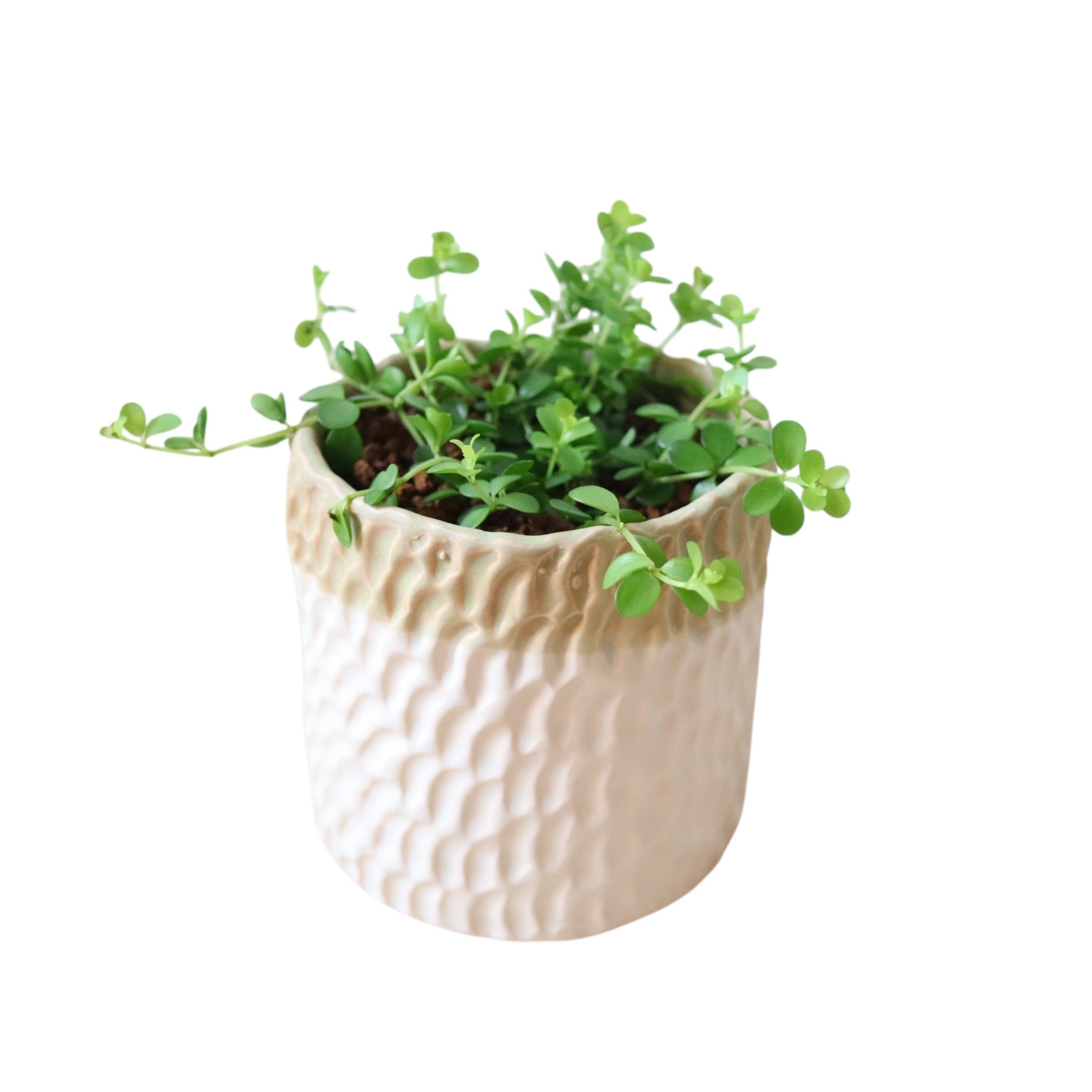 ペペロミア デピーナ