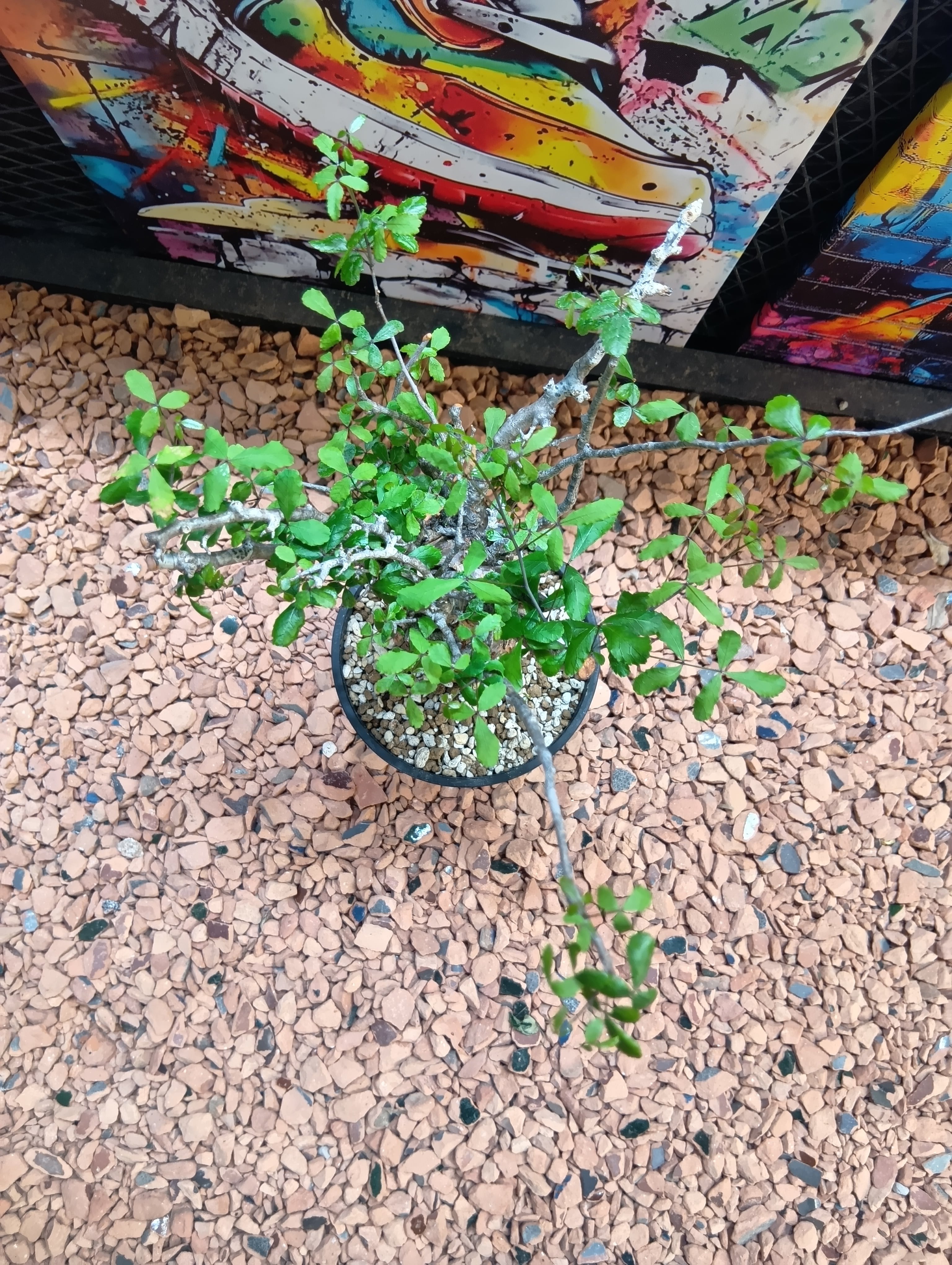 コミフォラ フンベルティ No.2 現地球 | Buenaplant