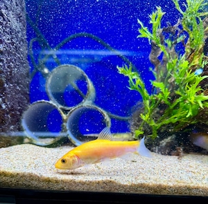 ゴールデンティンカティンカ