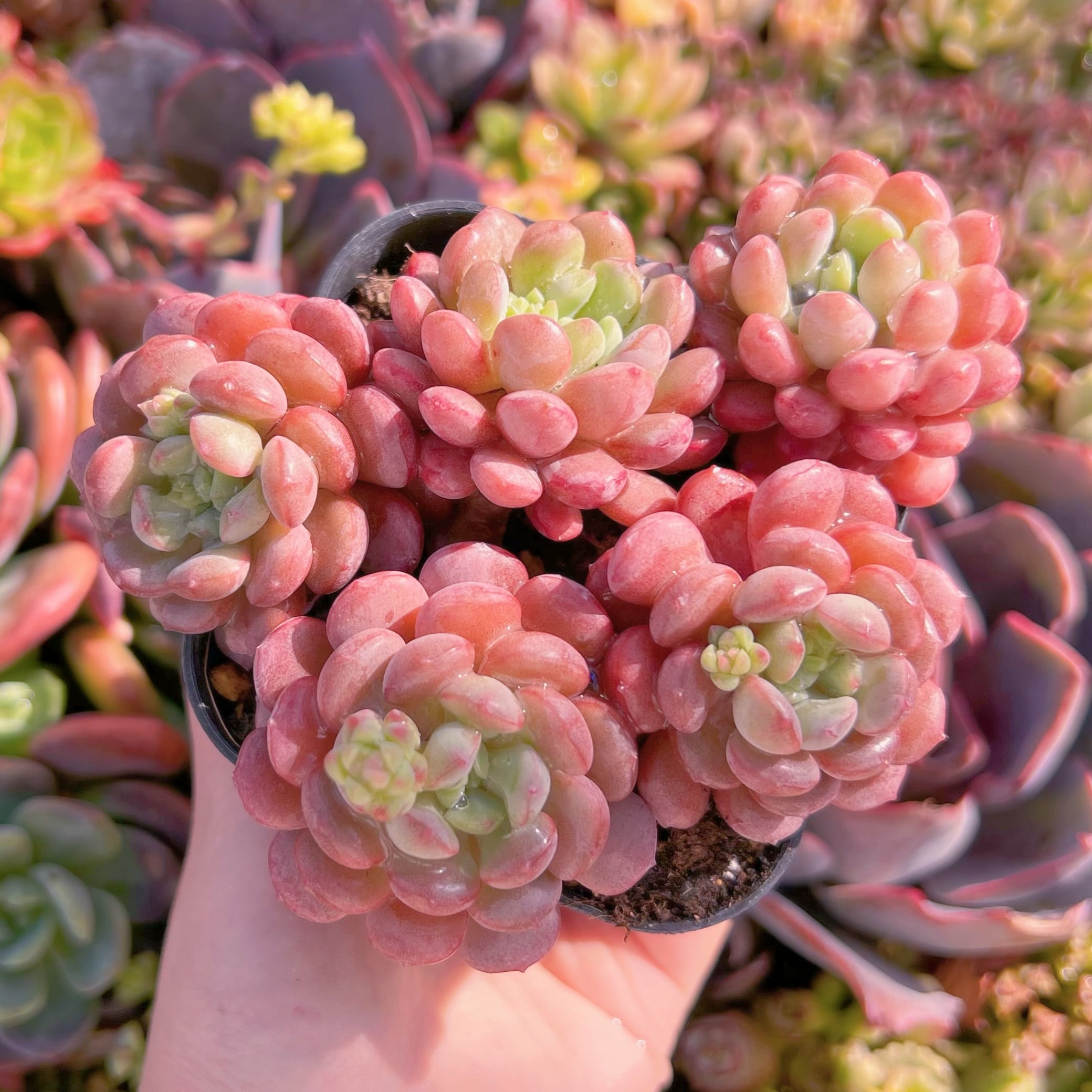 現品　Red Egg#A048　新入荷　るる農園