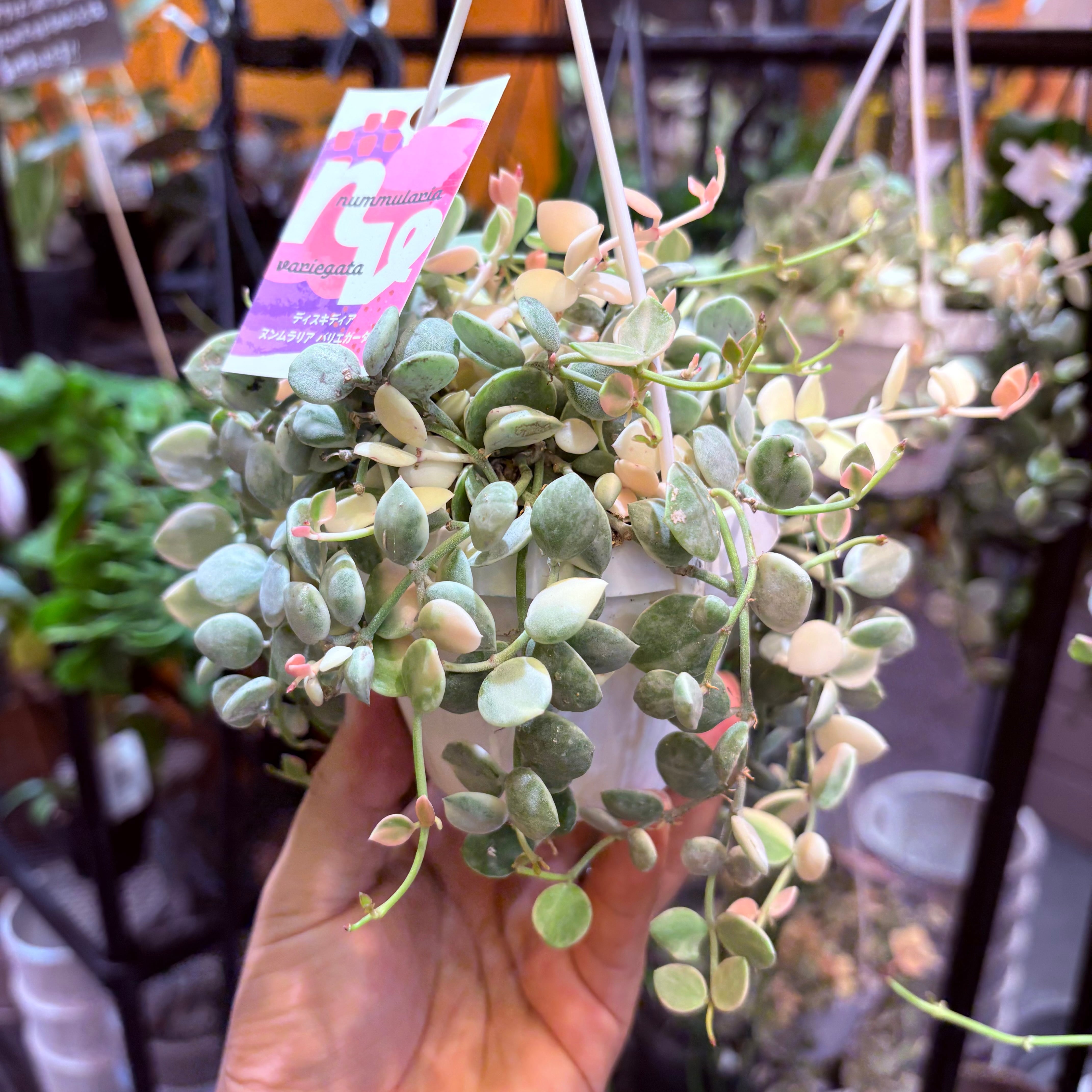 ディスキディア ヌンムラリア斑入り 3号 | Green Vibes 宇都宮市の観葉