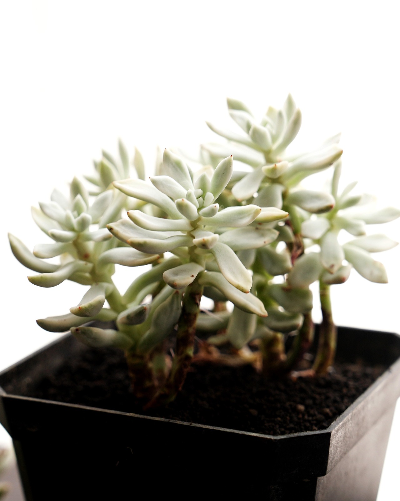 発根済カット苗 ファントム錦 大群生 Echeveria 'Phantom Variegated'