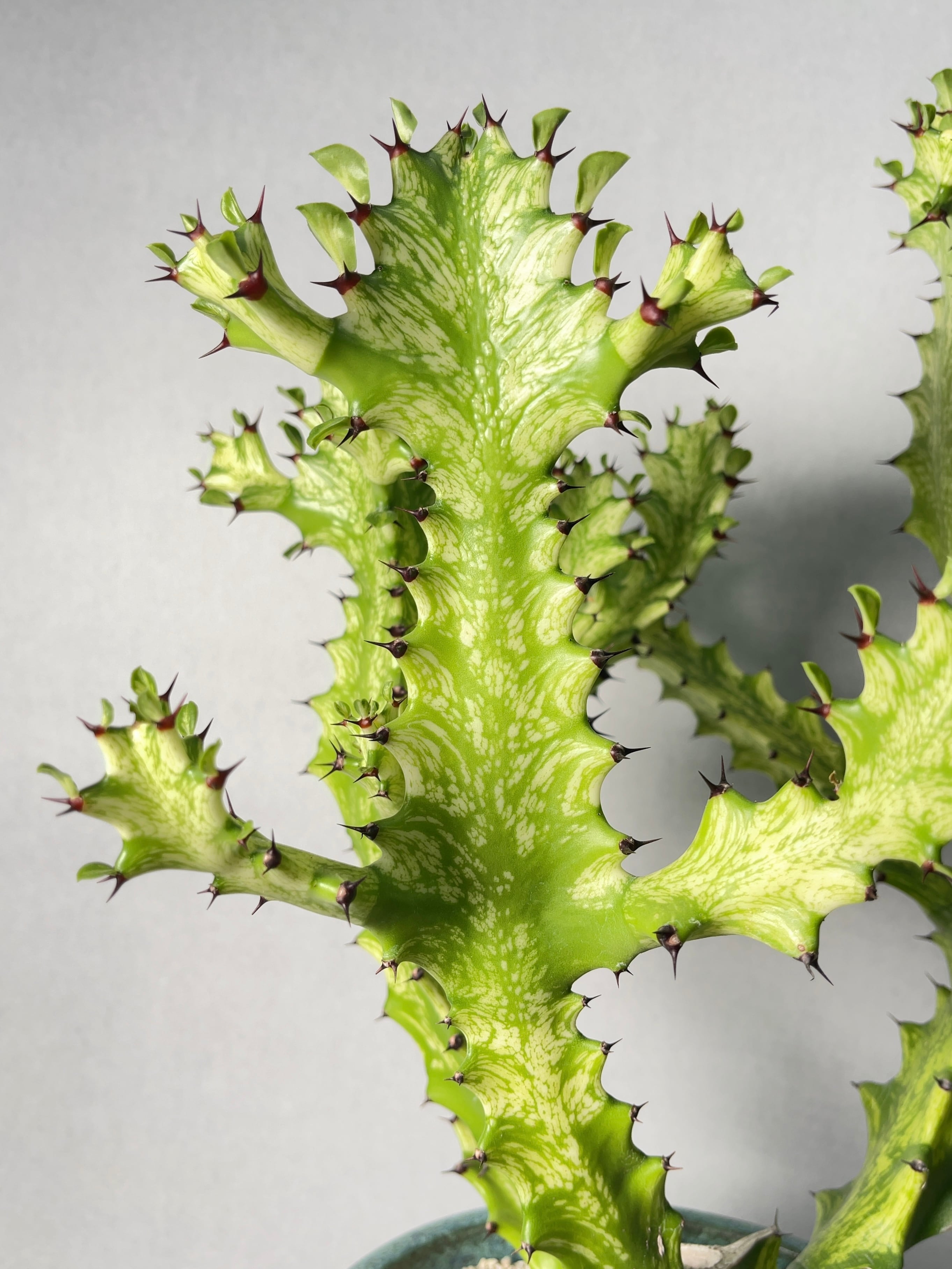 ユーフォルビア・イエローゴースト | trigger