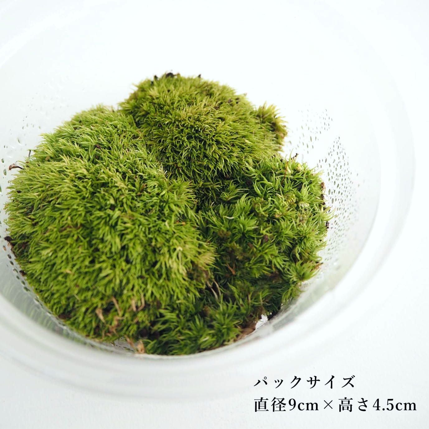 ホソバオキナゴケ 苔テラリウム作製用素材苔 | 苔テラリウム専門