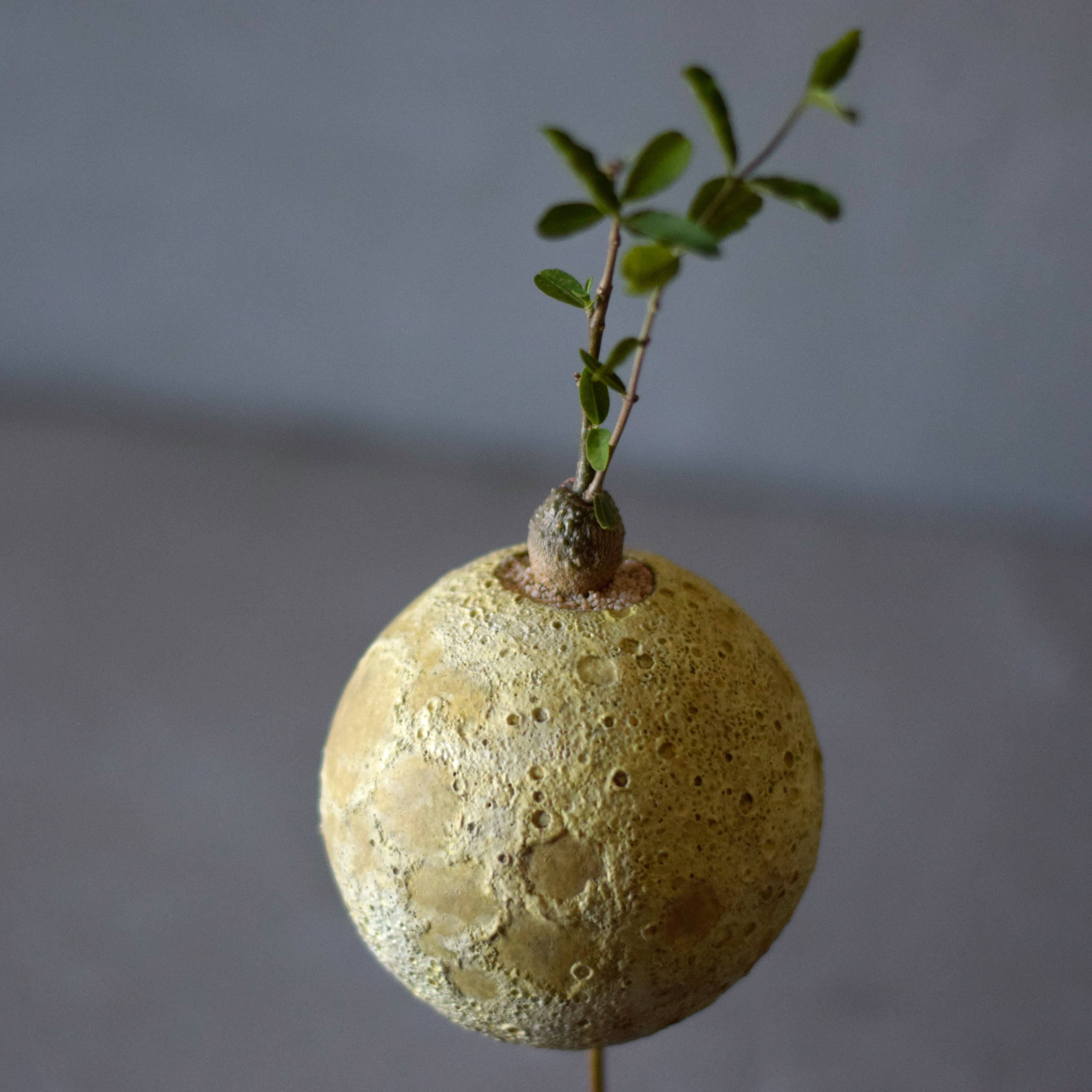 moon pot（火星人フォッケア・エデュリス） | echidna