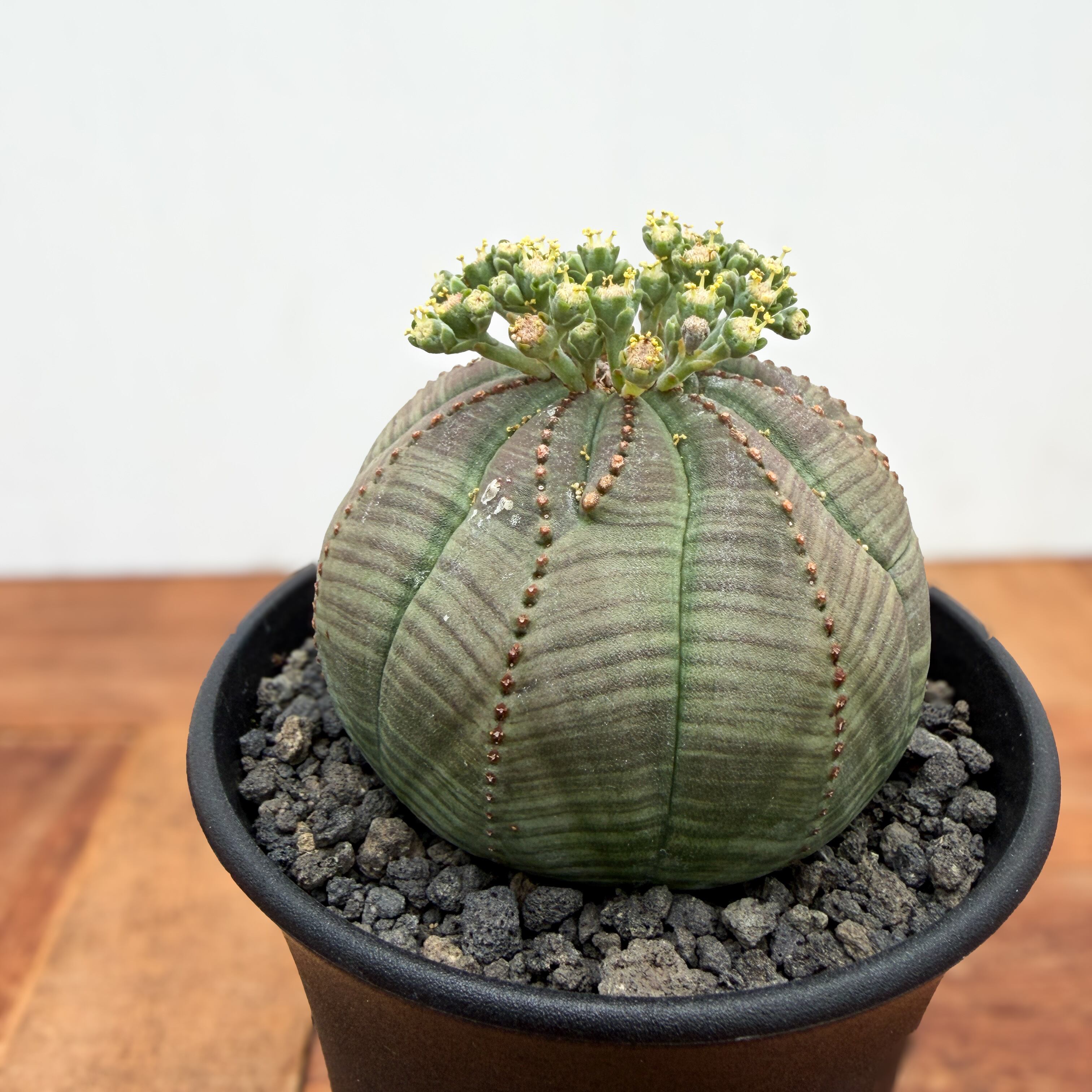 Euphorbia obesa【ユーフォルビア・オベサ・実生】 | RIMO'S GREEN