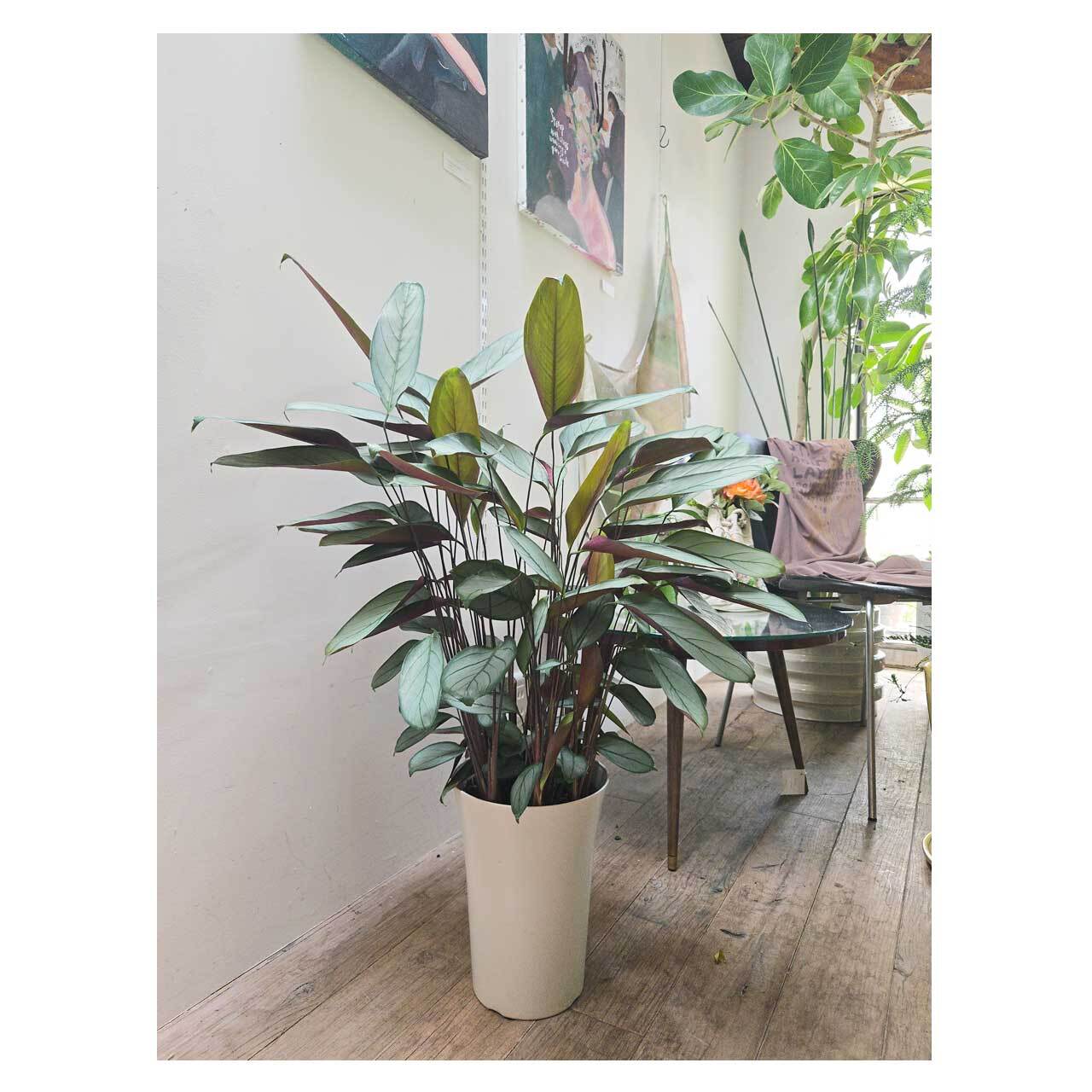 Ctenanthe setosa 'Grey Star' | Seeding