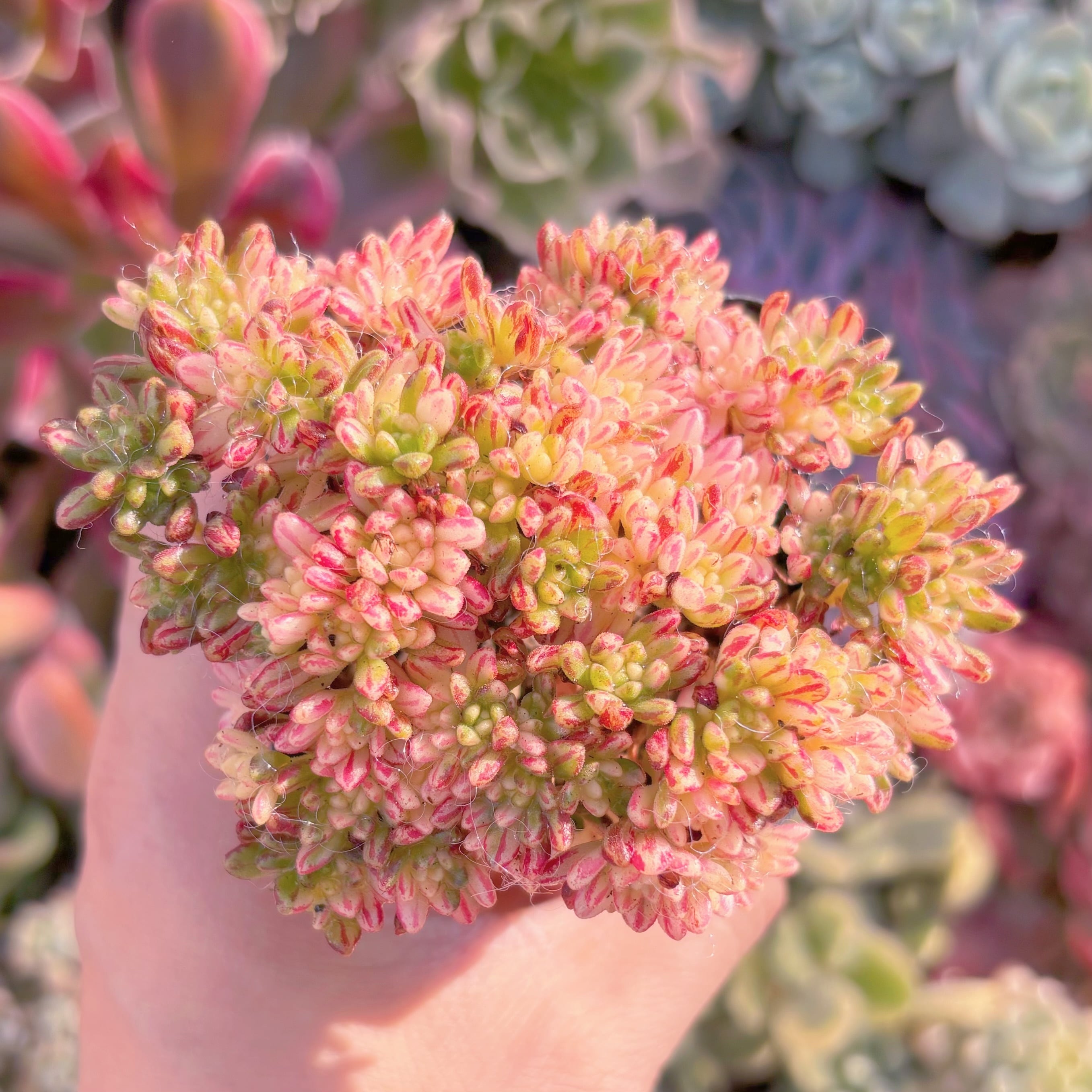 現品　小人の祭り錦#A20　群生　るる農園