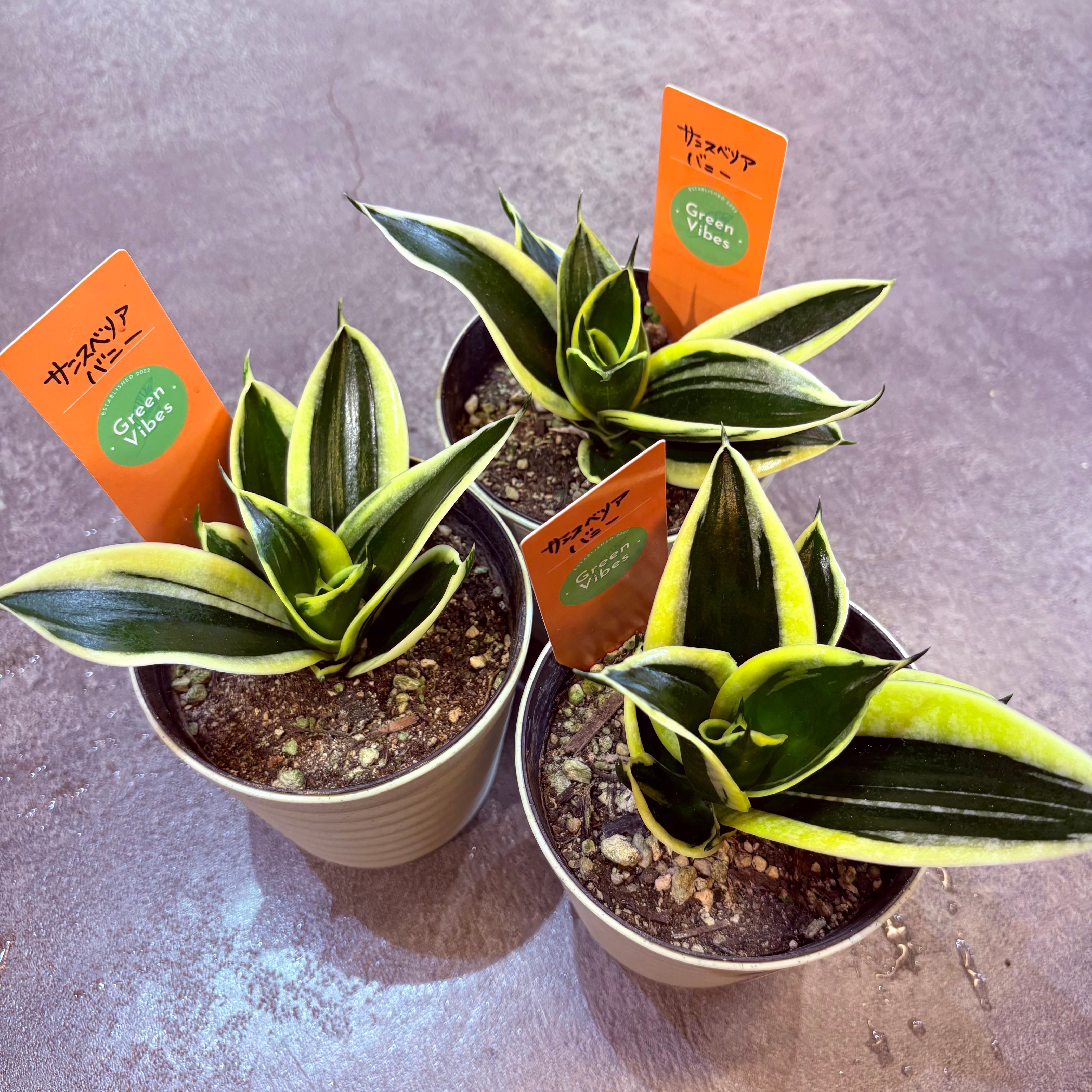 フィカス リラータイヴォンヌ 3.5号 | Green Vibes 宇都宮市の観葉植物