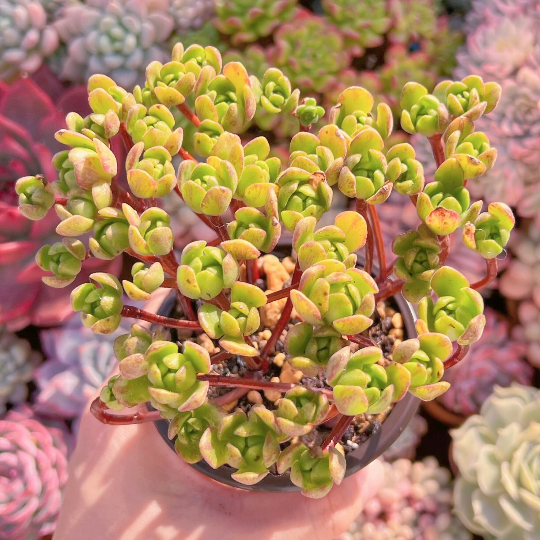 現品　little fox#1150　大群生　新入荷　るる農園