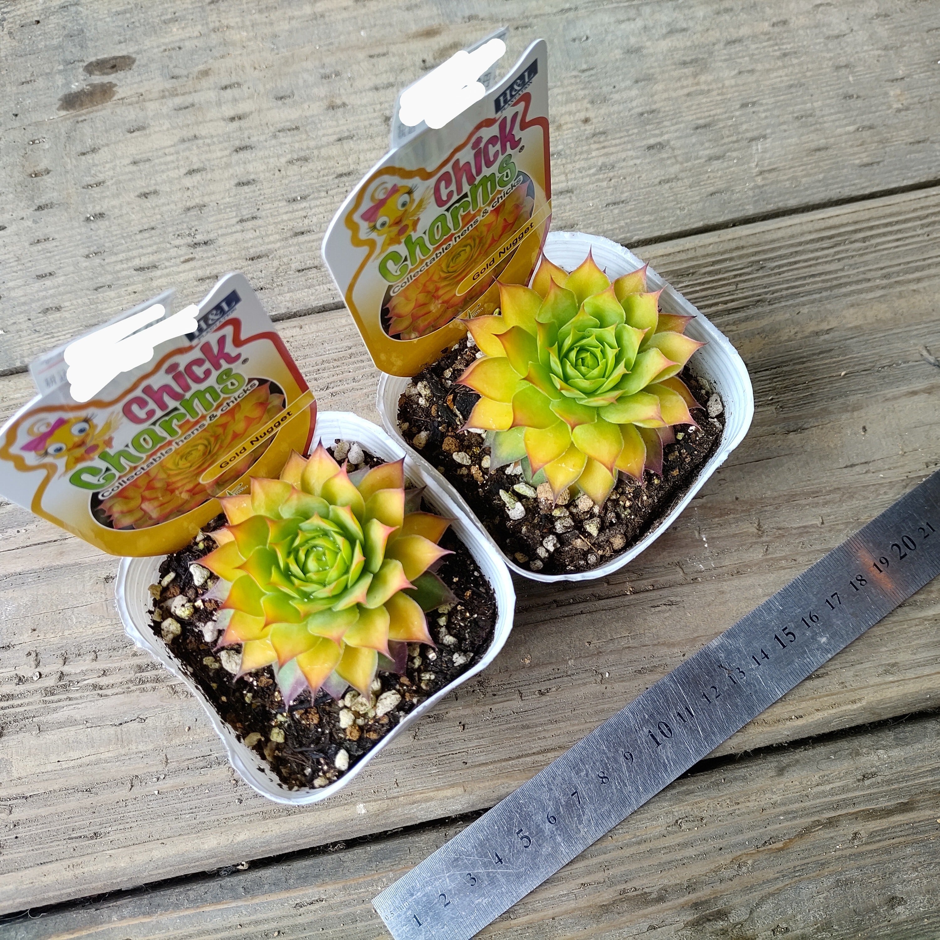 ゴールドナゲット　カット苗 ゴールドナゲット カット苗 【公式通販】