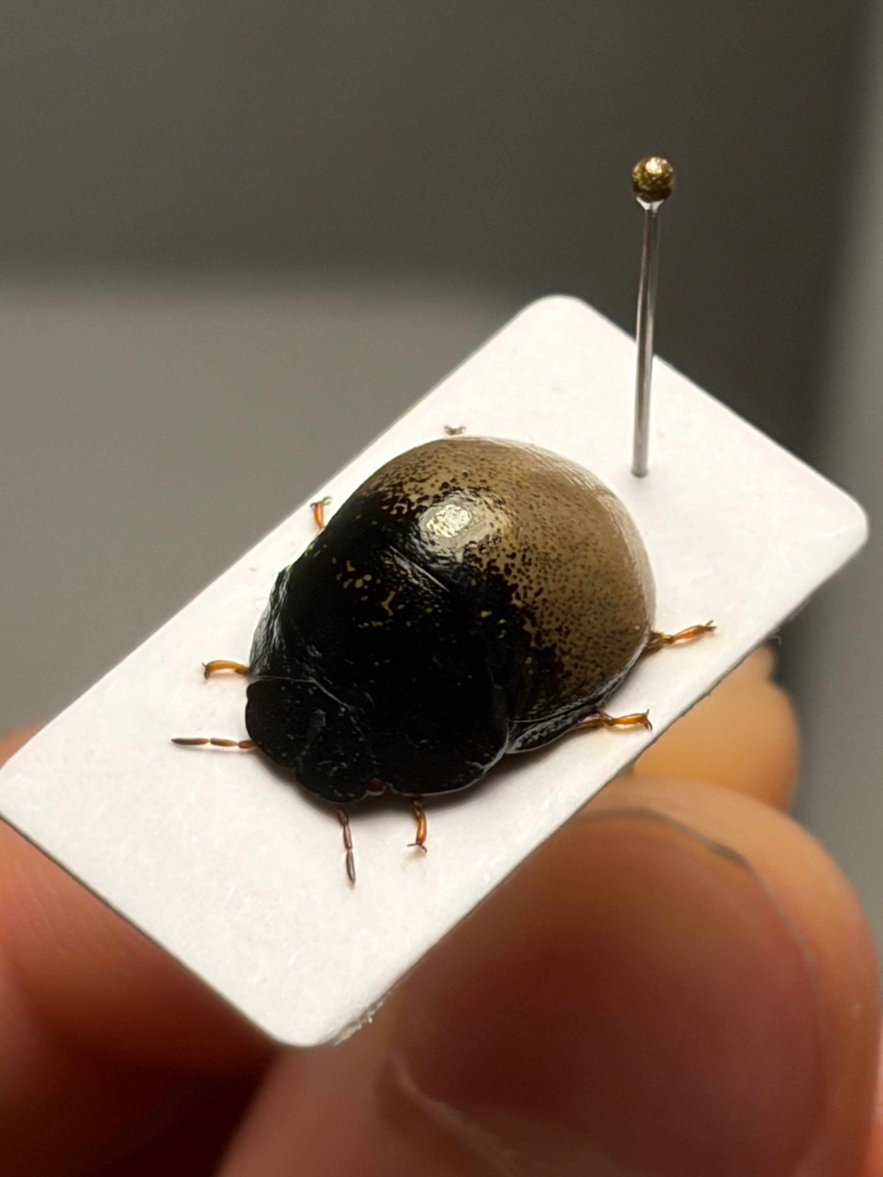 12mm♀】クワガタマルカメムシ 昆虫標本 ゾウムシ ハムシ フンチュウ