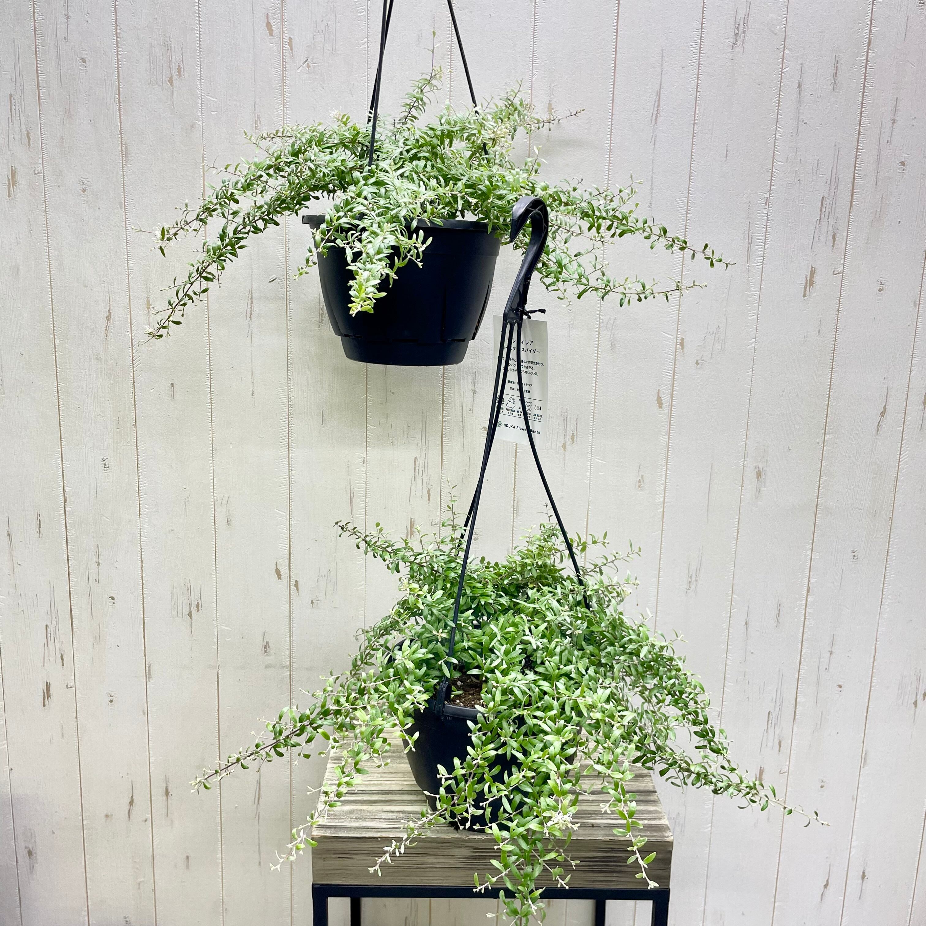 ボリュームあり 花付き グレビレア コースタルスパイダー 吊り鉢