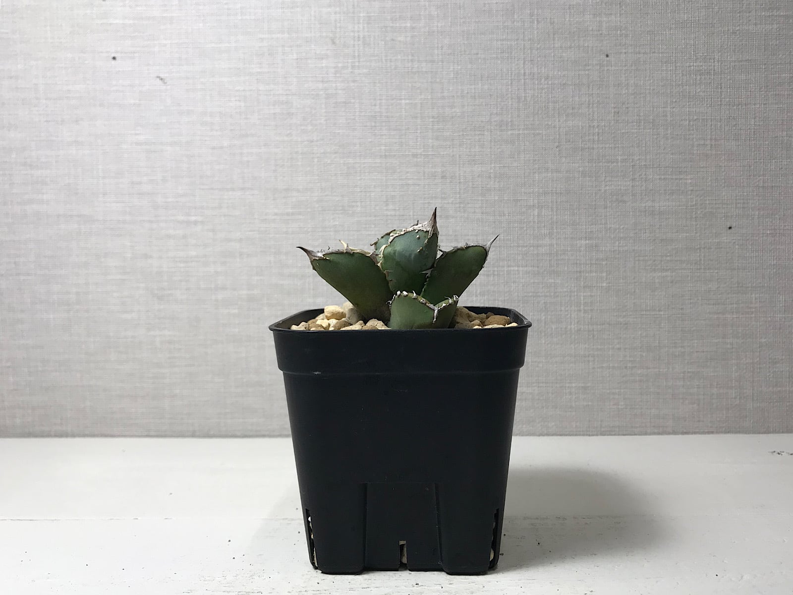 アガベ チタノタ ’鰐亀’（ワニガメ）