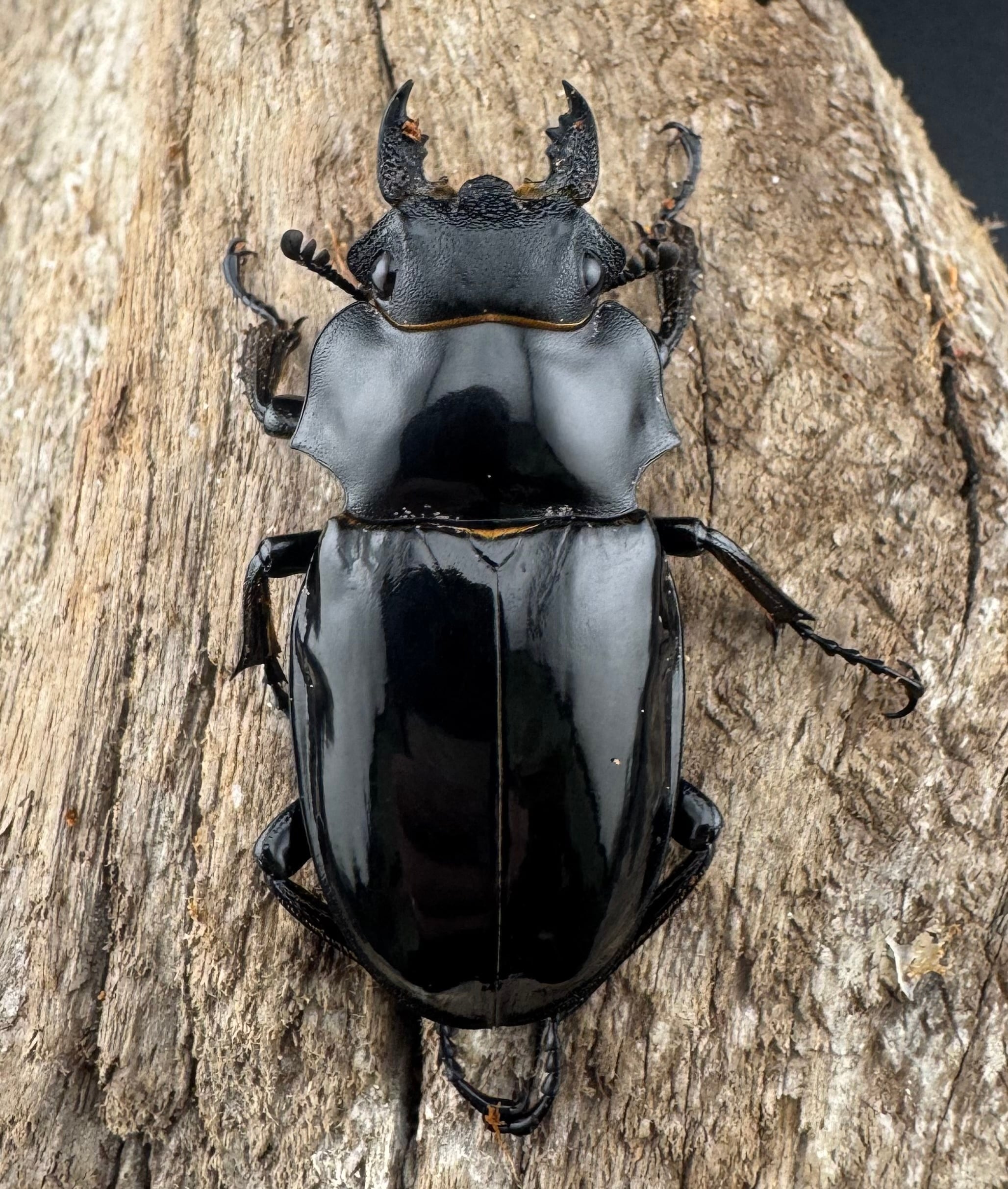 WD】《ルディカツヤクワガタ 71.5mm B品ペア》 | KPW公式オンライン