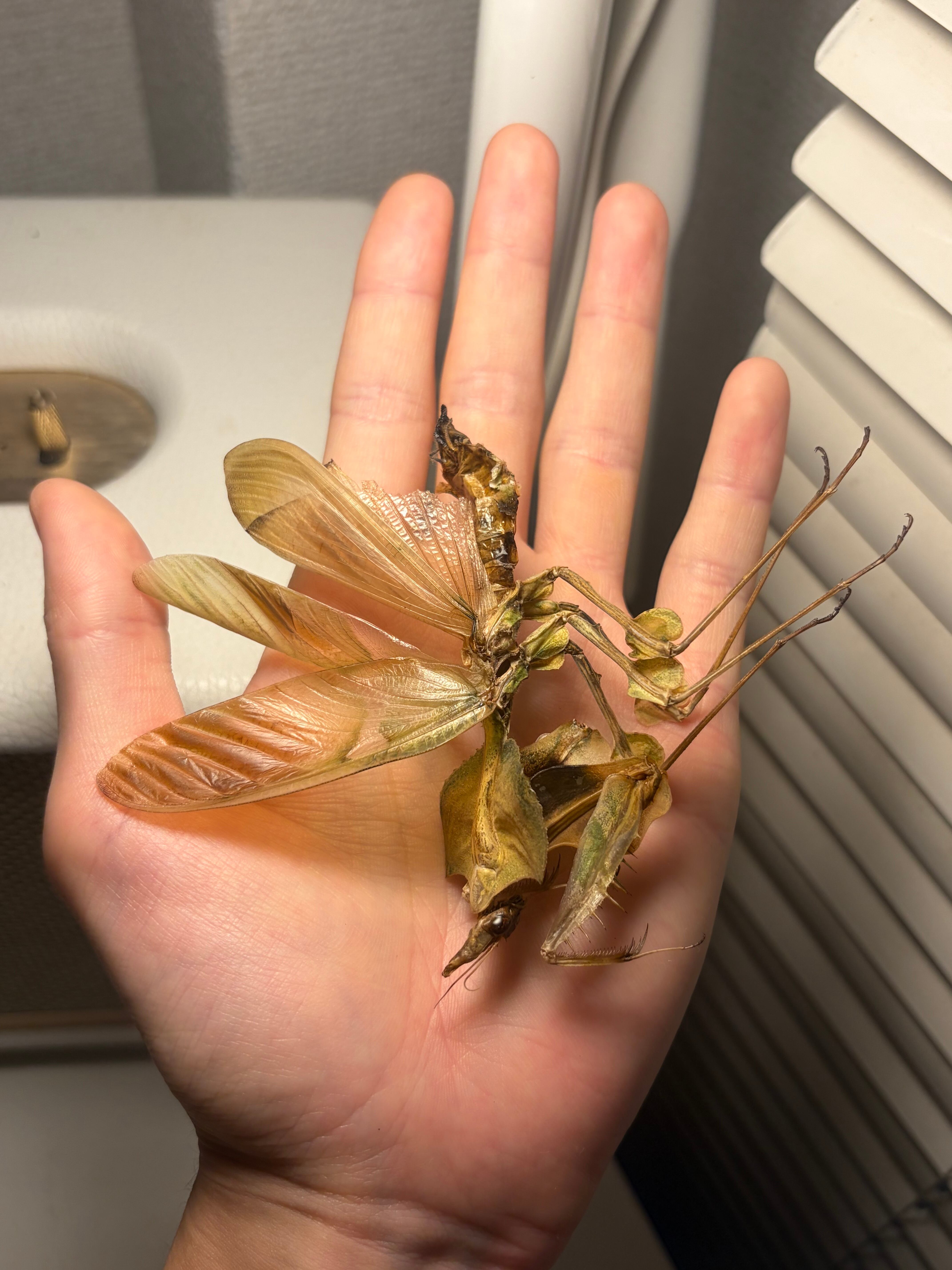 半立体標本】ニセハナマオウカマキリ マンティスタランチュラムカデ