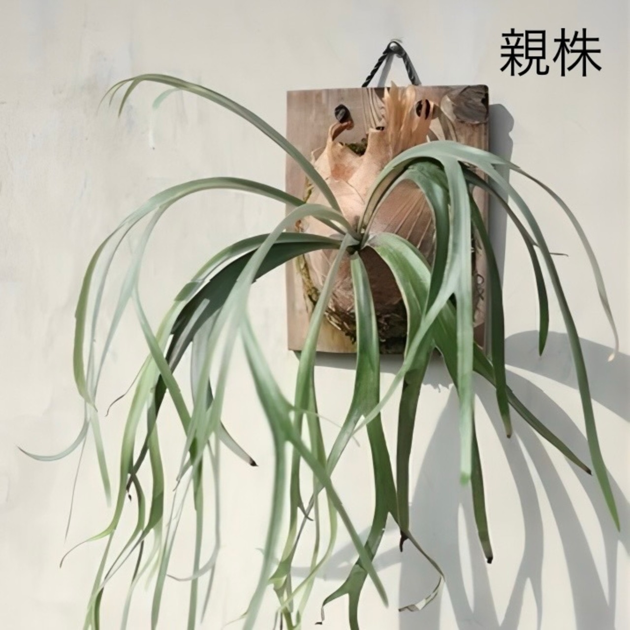 【UJビカクフェア】【〜4/16 10%OFF】 ビカクシダ P. willinckii cv. Little Lanna (TC)【970】