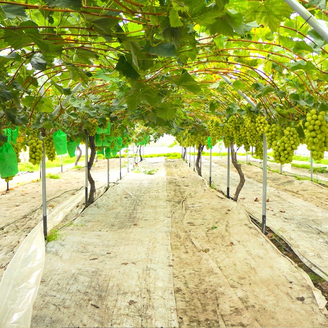 【特選】ウィンターシャインマスカット８００g級