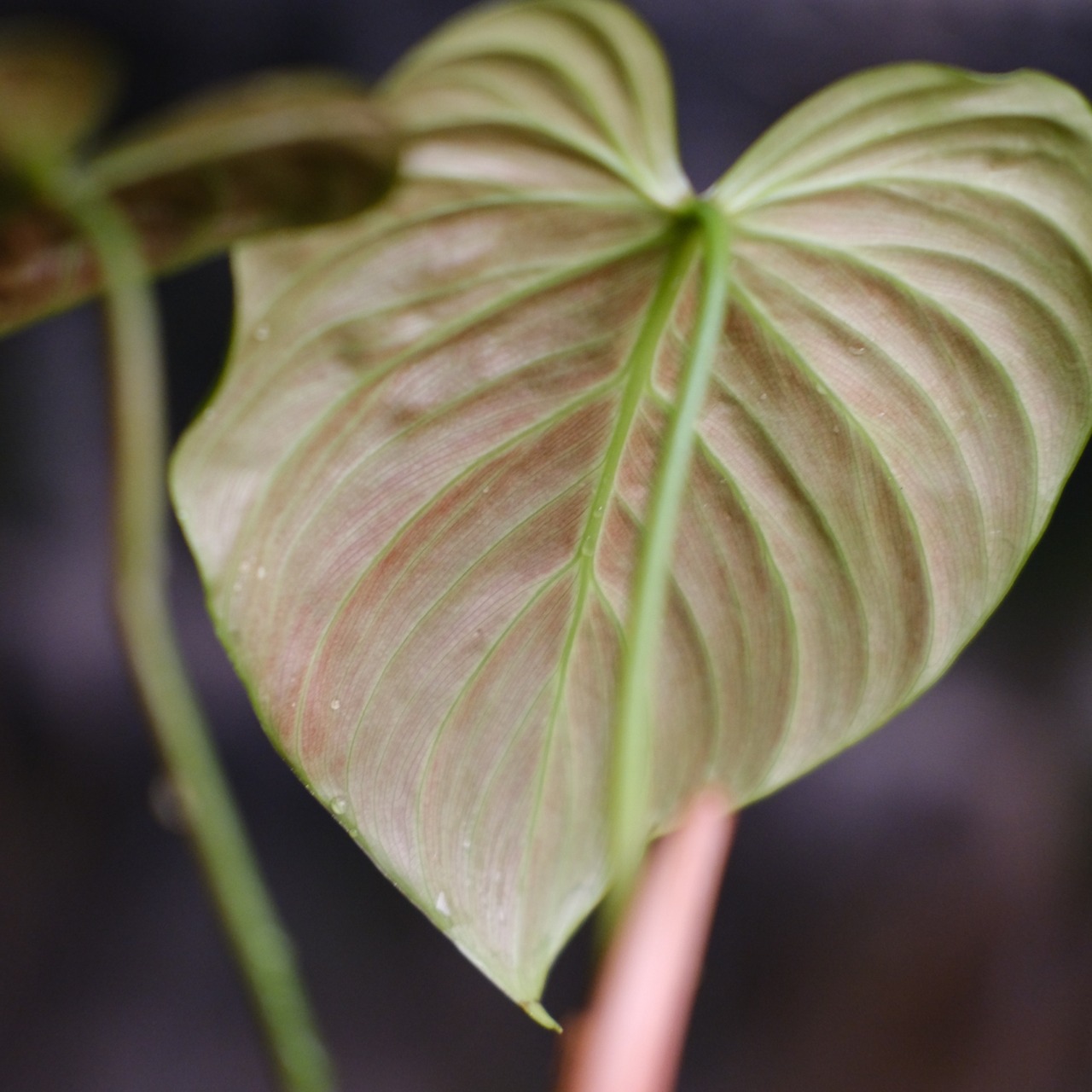 フィロデンドロン エルチョコレッド / Philodendron "El Choco Red"⑩ / 観葉植物<育て方・花言葉>
