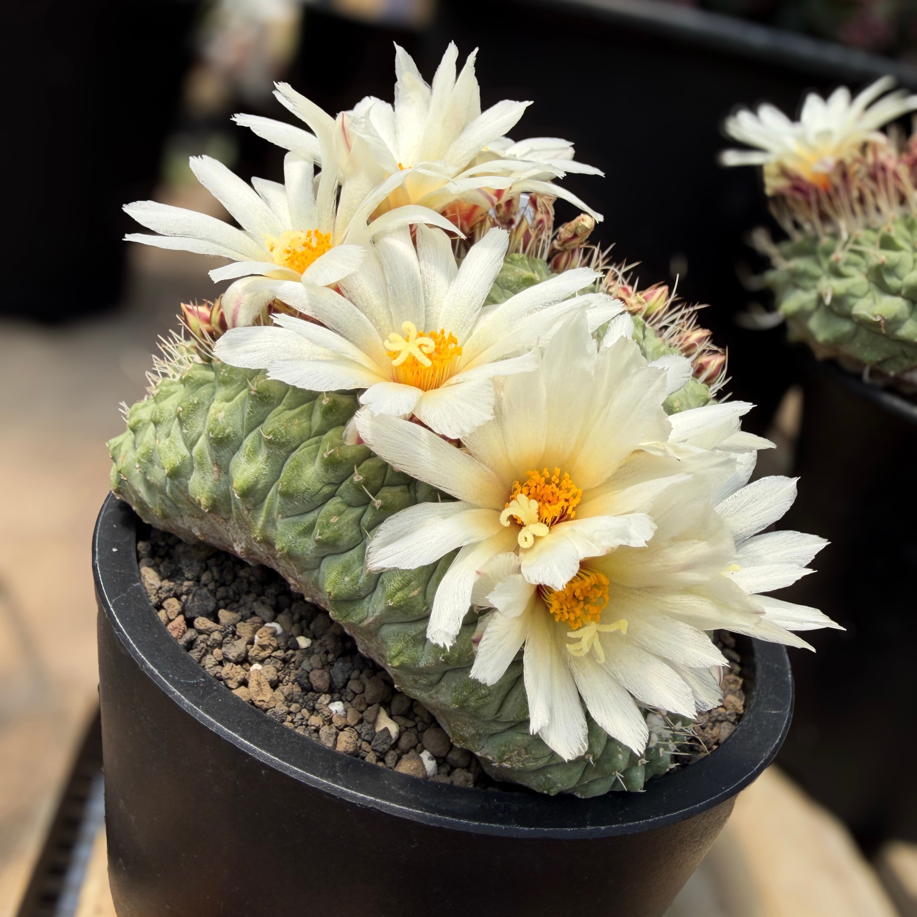 Storombocactus disciformis【ストロンボカクタス・菊水綴化