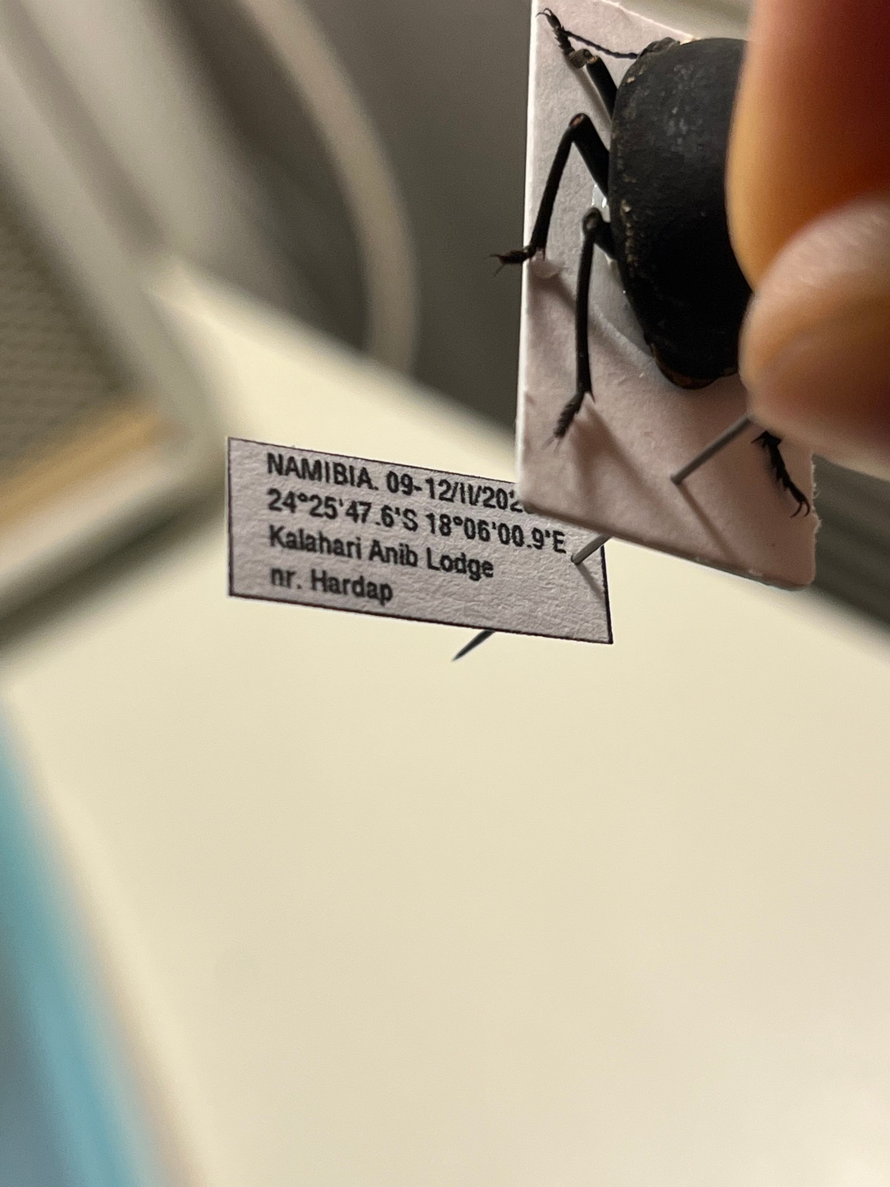 19mm】マエガミパッツンゴミムシダマシ バケモノカオナシ