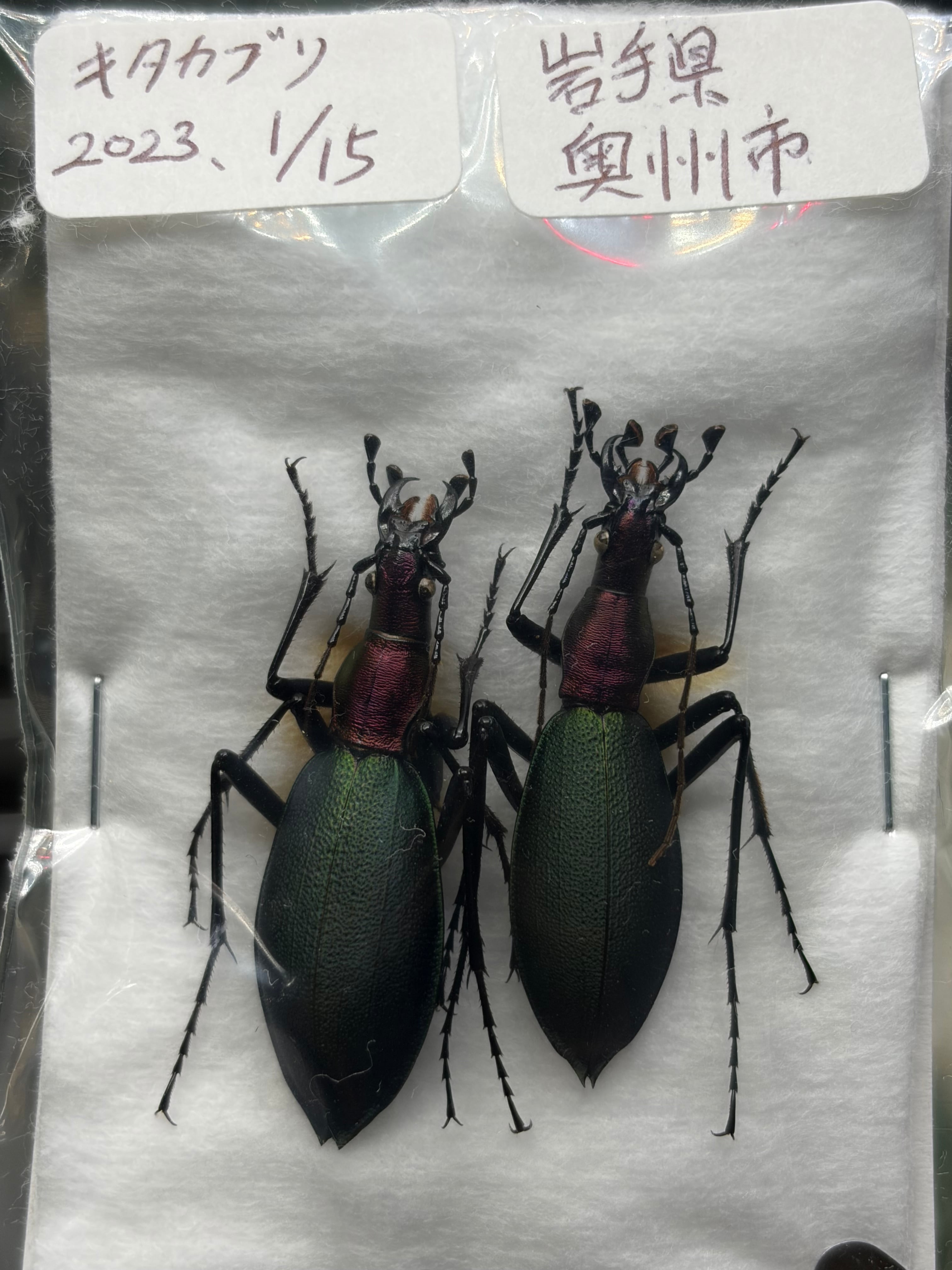 ロブストバロウィングスコーピオン 昆虫標本 標本 立体標本
