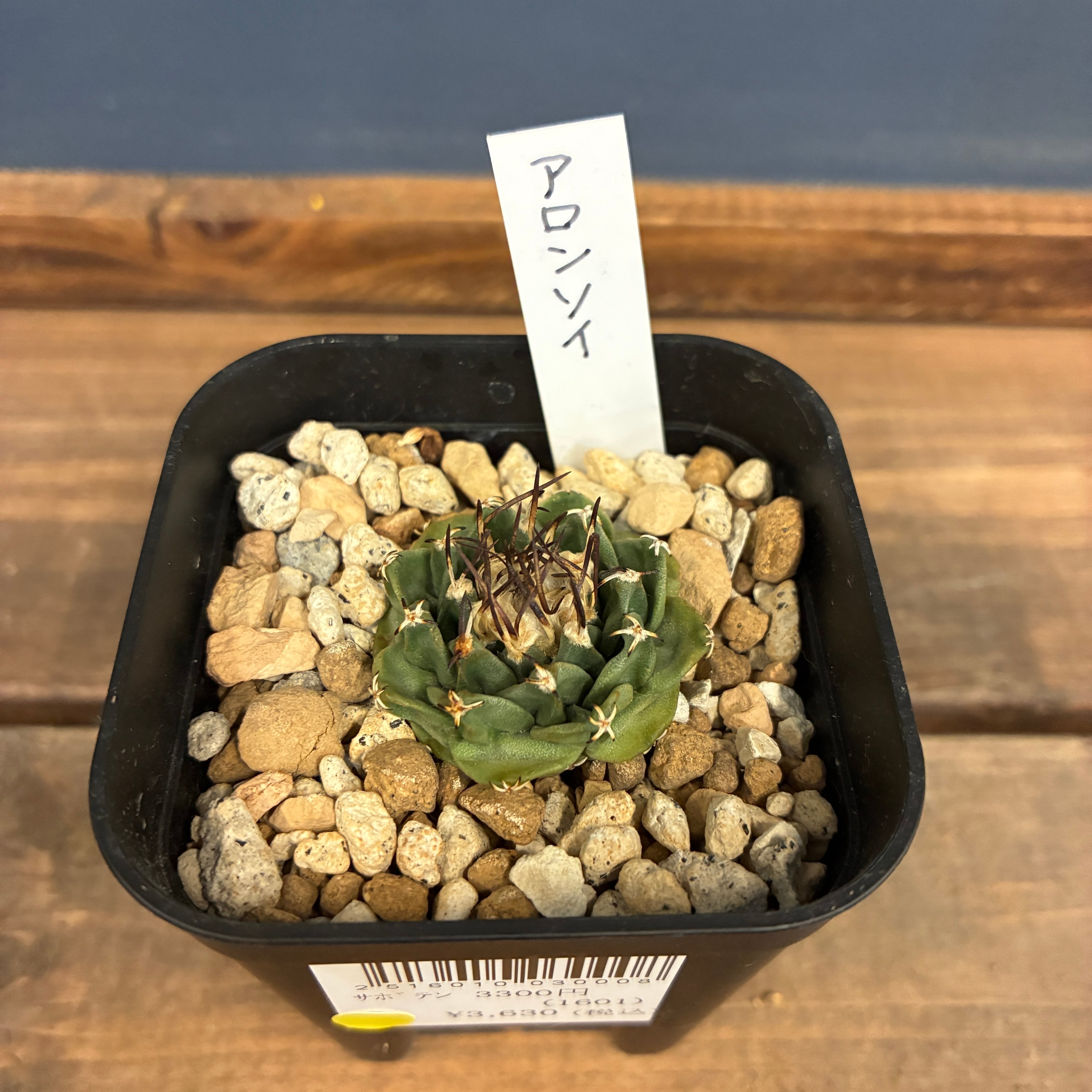 クリアランス】サボテン ツルビニカルプス アロンソイ【955】【再撮影