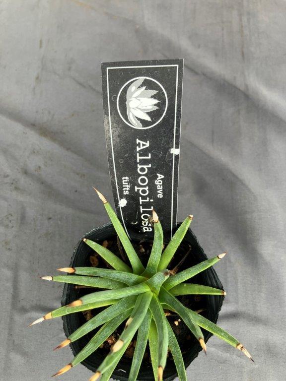 多肉植物 | 日本ライン花木センター