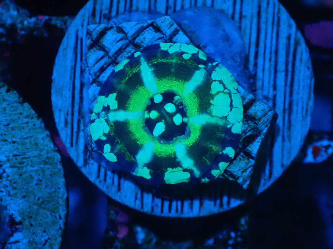 Scolymia Baby UFO 1