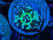 Scolymia Baby UFO 1