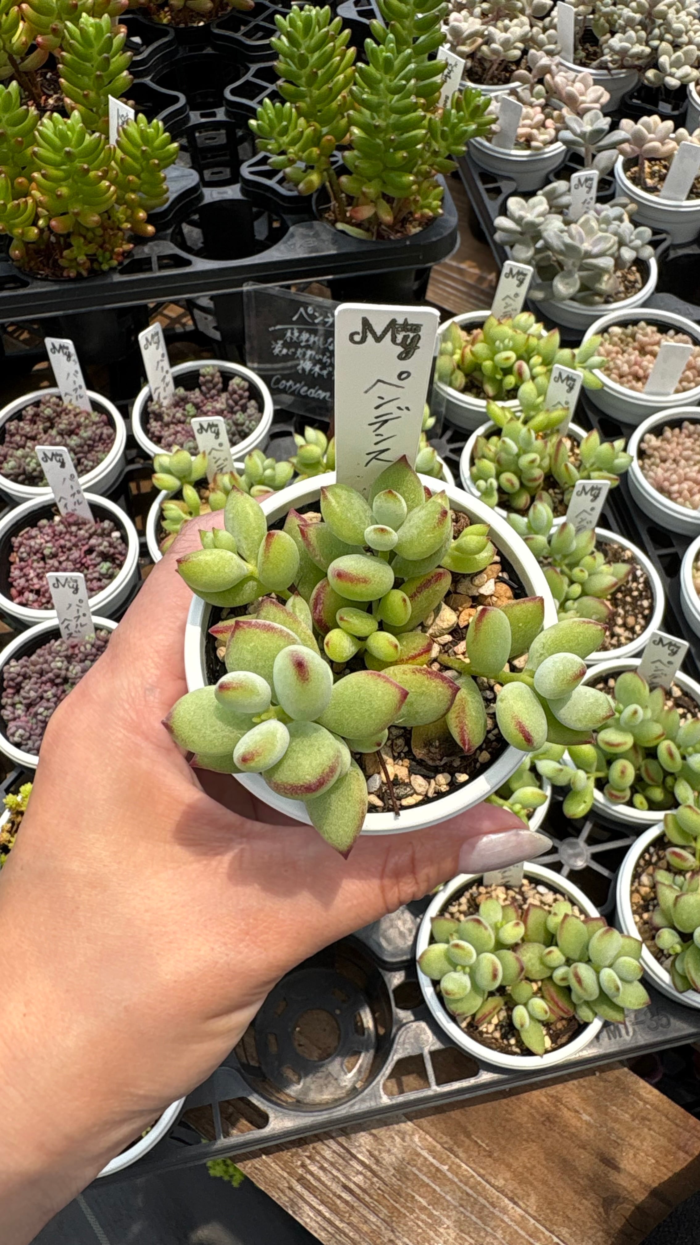 ピンクベリー 多肉植物 セダム 安心の生産ポットそのまま販売（8個