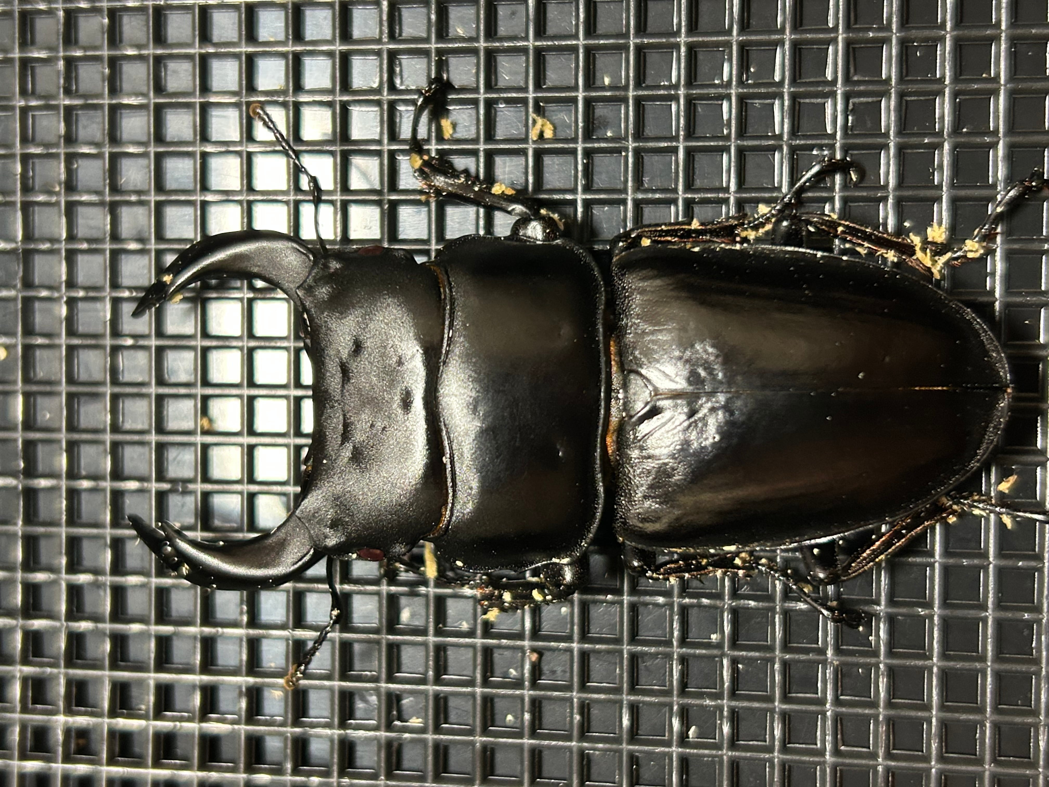 オオクワガタ 能勢ＳＲ血統 ♂オス単体 オオクワガタ 能勢SR血統 81.5mm ペア》 | KPW BASE店