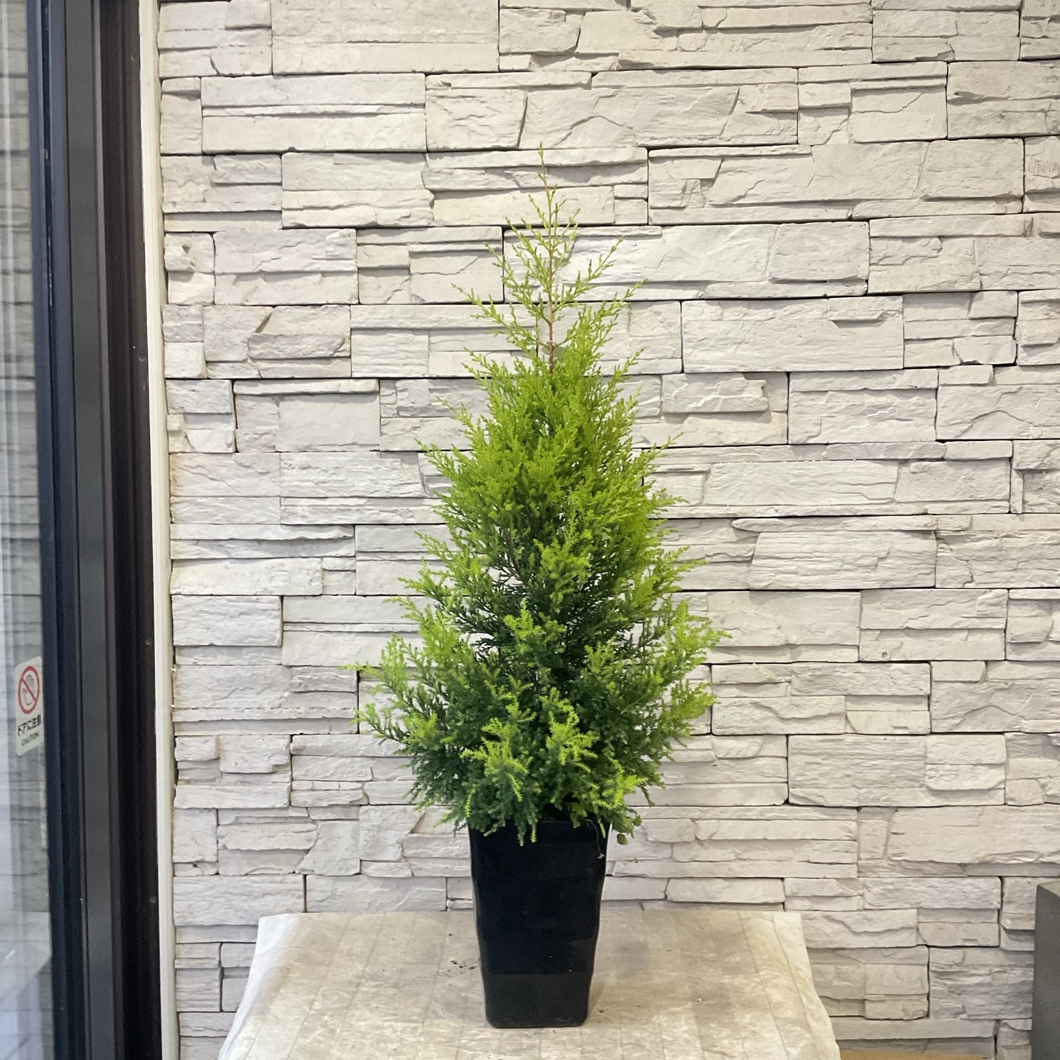 souju】香川県産オリーブの木 ピクアル 5号鉢 32 | 橋本種苗園