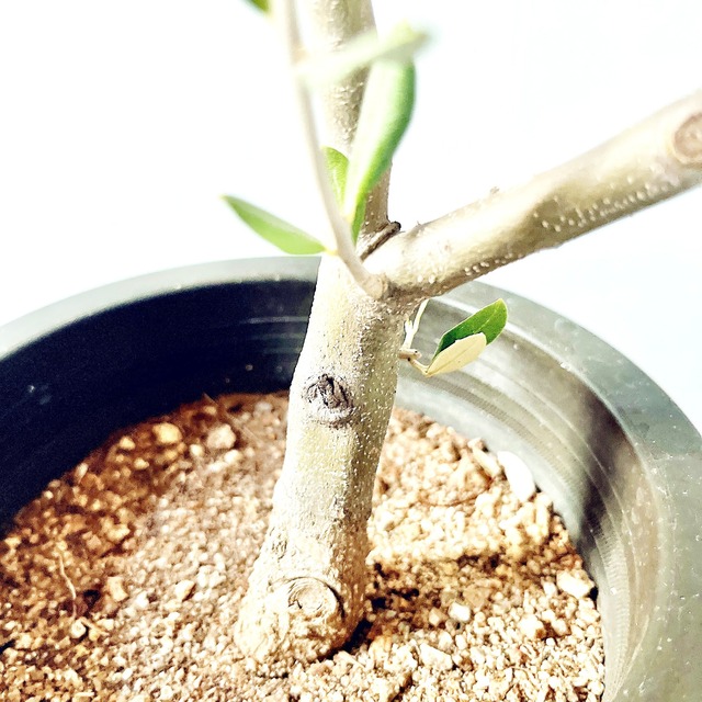 ◎一点もの 創樹 SOUJU オリーブ ピクアル 観葉植物 calm cafe