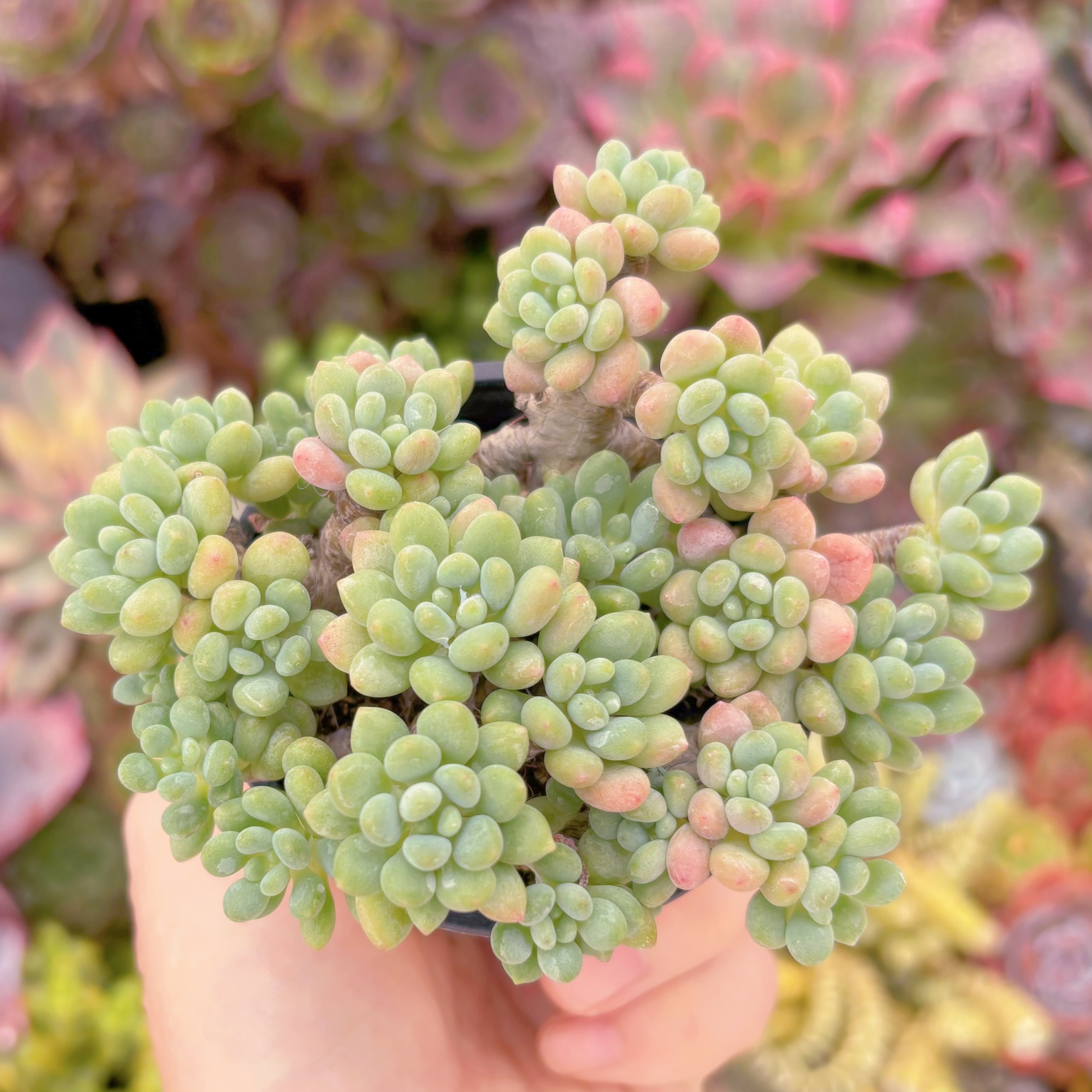 現品　ロココ#664　るる農園