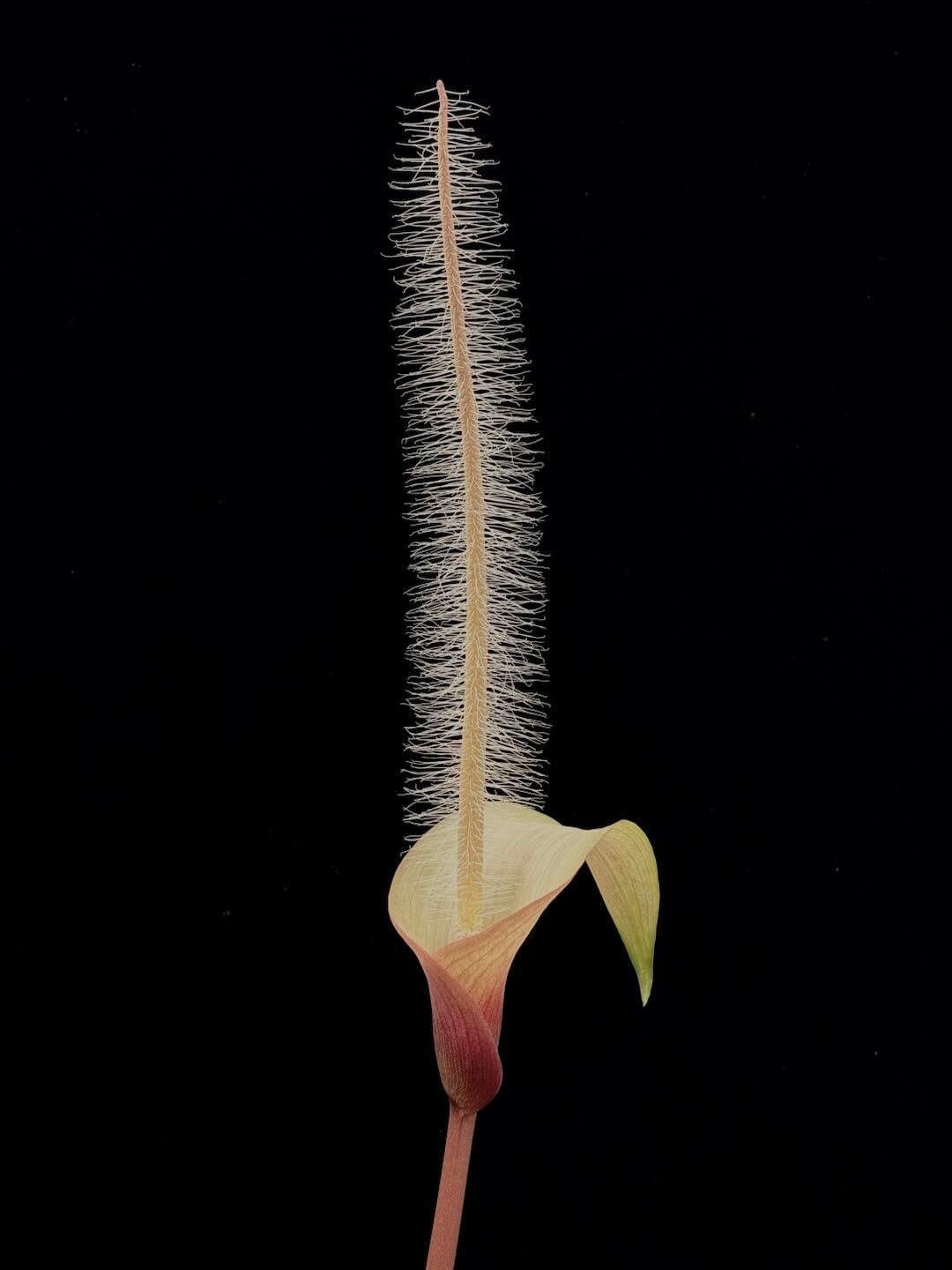 レカノプテリス バルゴイ Lecanopteris balgooyi #3 レカノプテリス バルゴイ Lecanopteris balgooyi レカノプテリス